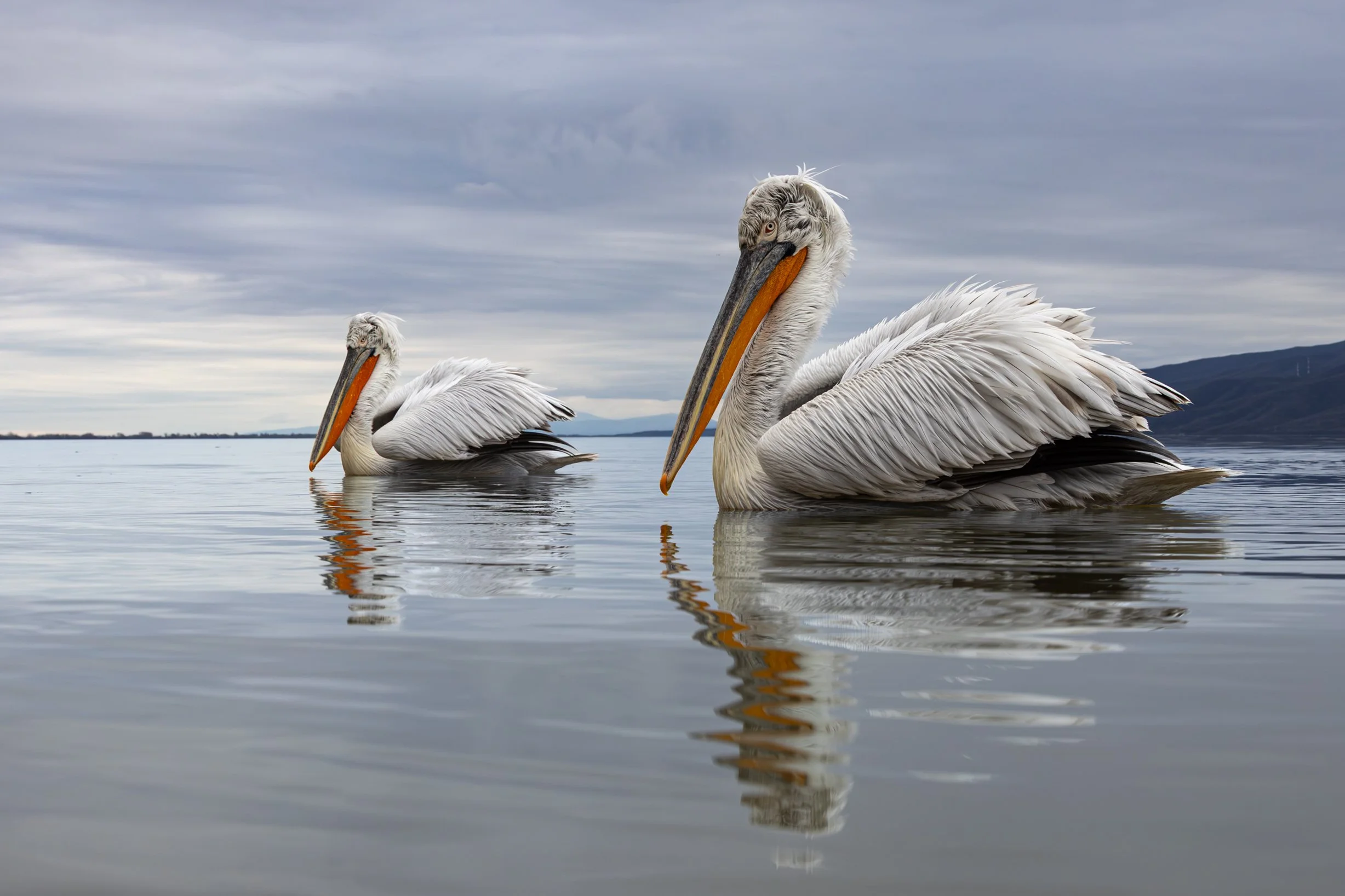Kerkini Pelicans-1172.jpg