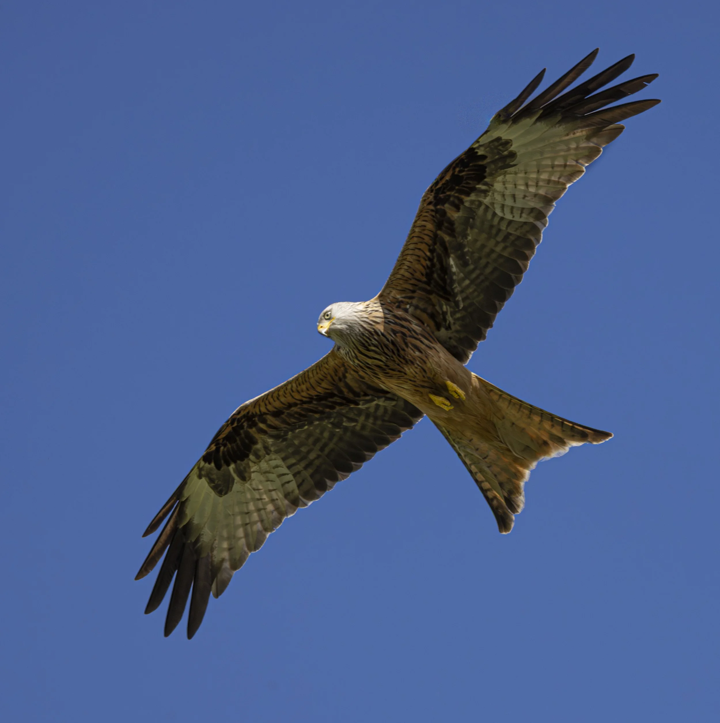 Red Kites at Gigrin Farm