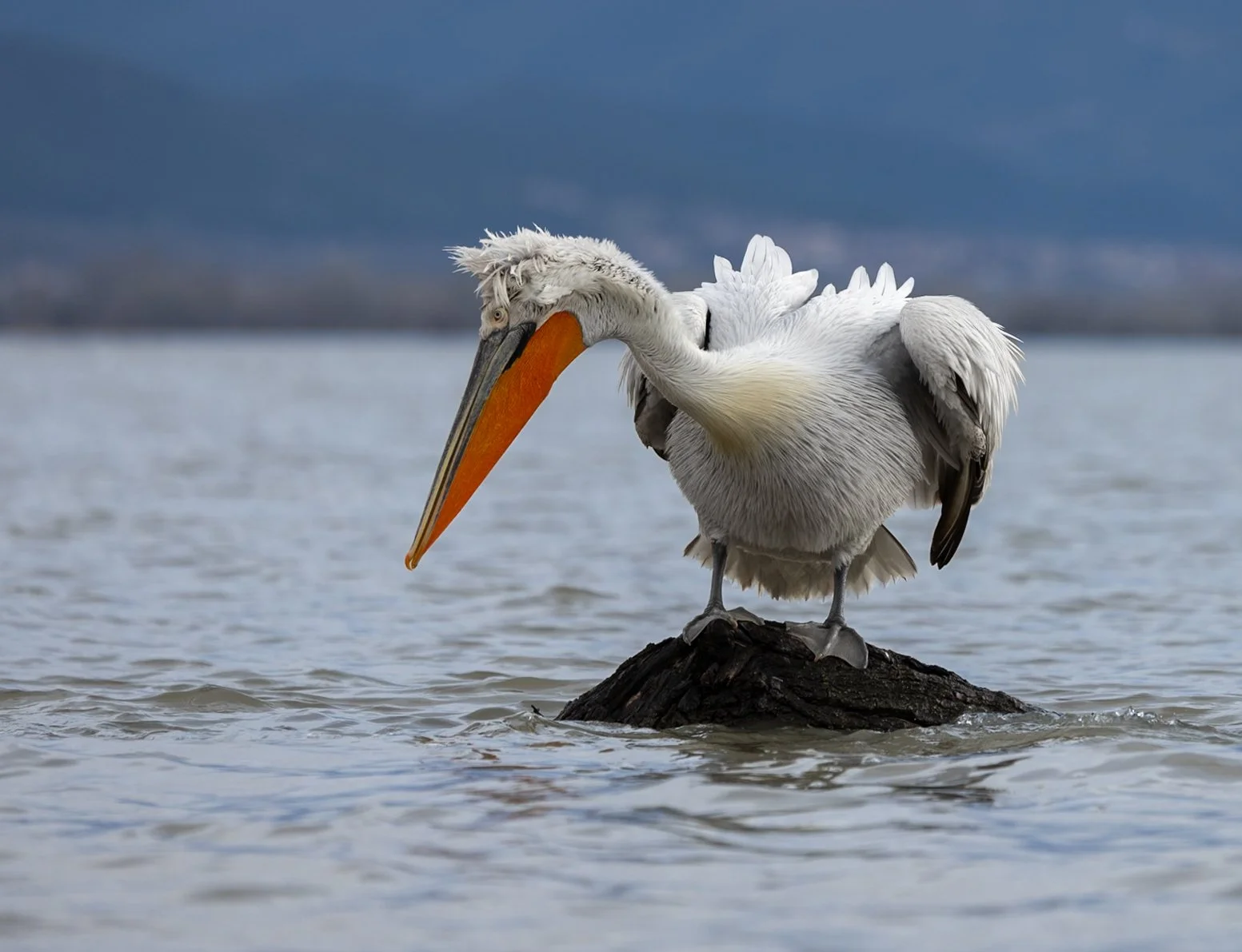 Kerkini Pelicans-2-4.jpg