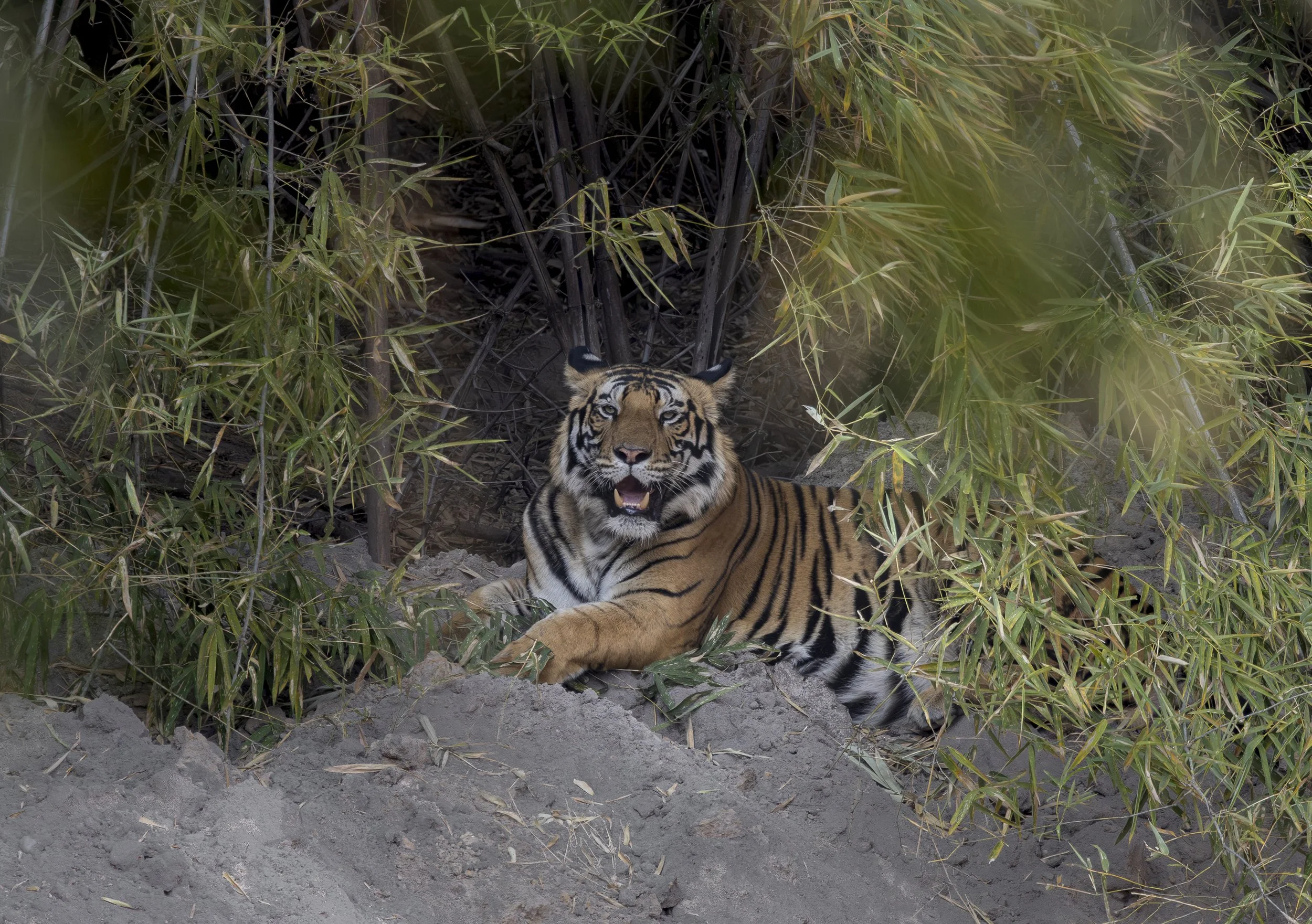 Samode Lodge Day 2-5446.jpg