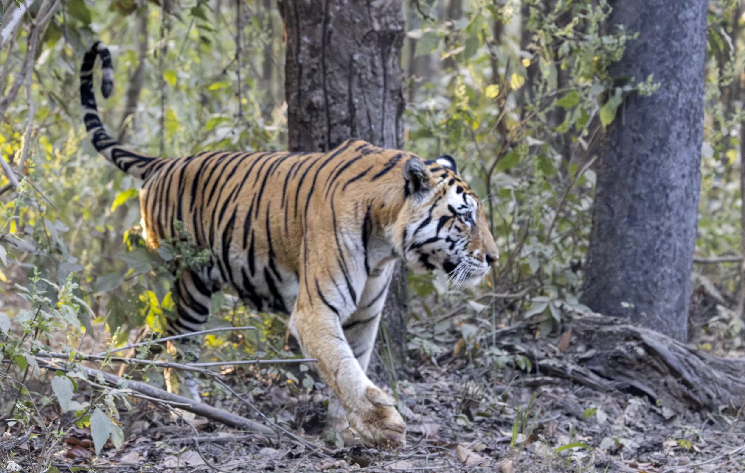 Kanha Day 2-7268.jpg