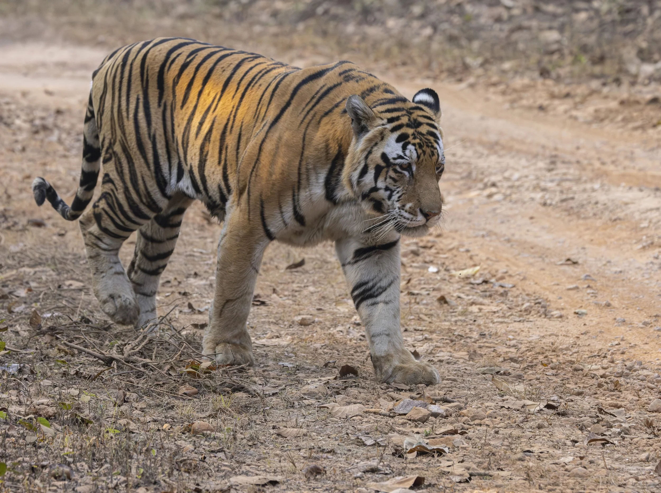 Kanha Day 2-7321.jpg