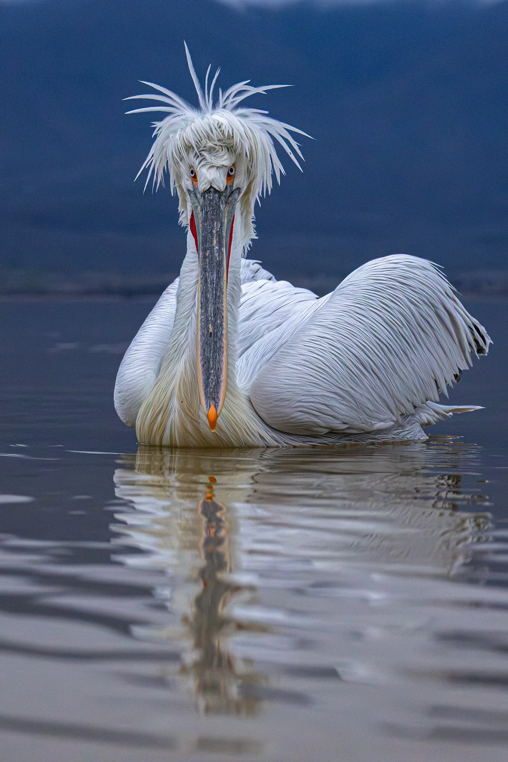 Kerkini Pelicans-1857.jpg