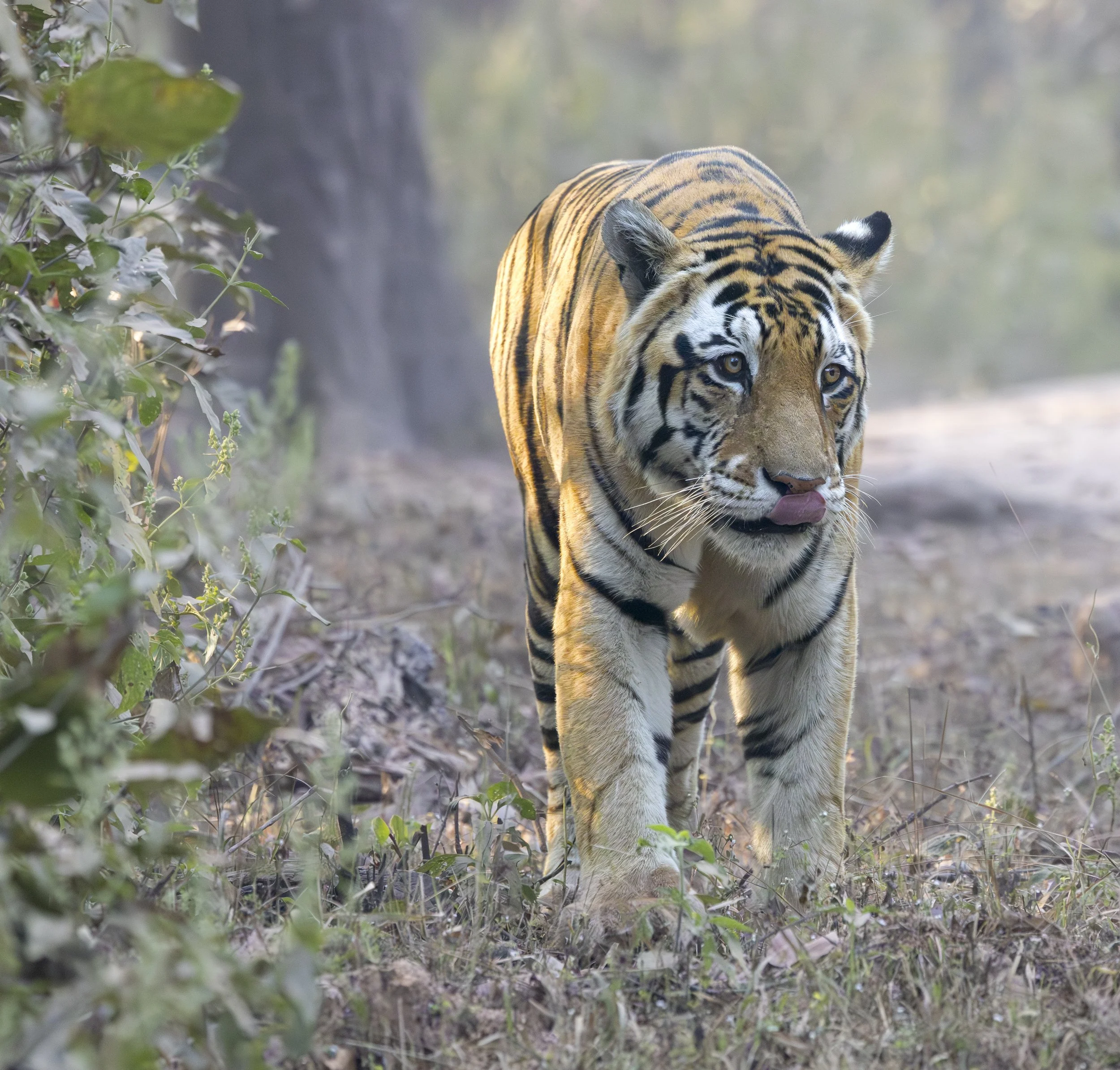Kanha Day 2-7282.jpg