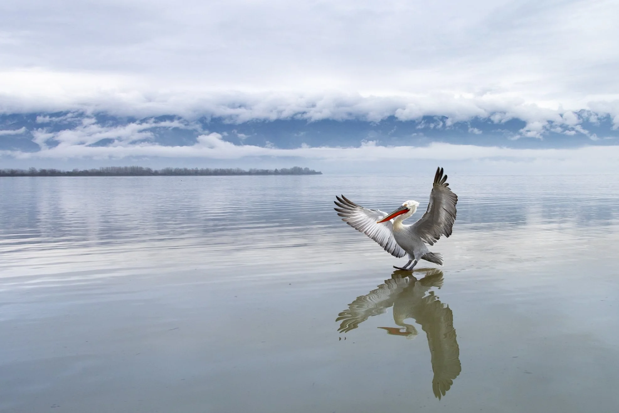 Kerkini Pelicans-2694.jpg