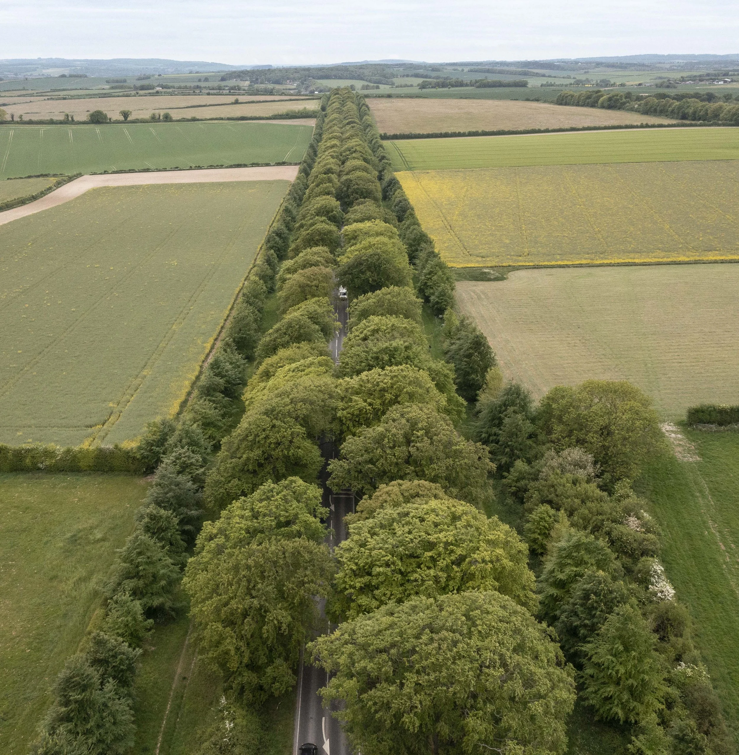 The beech drive from above