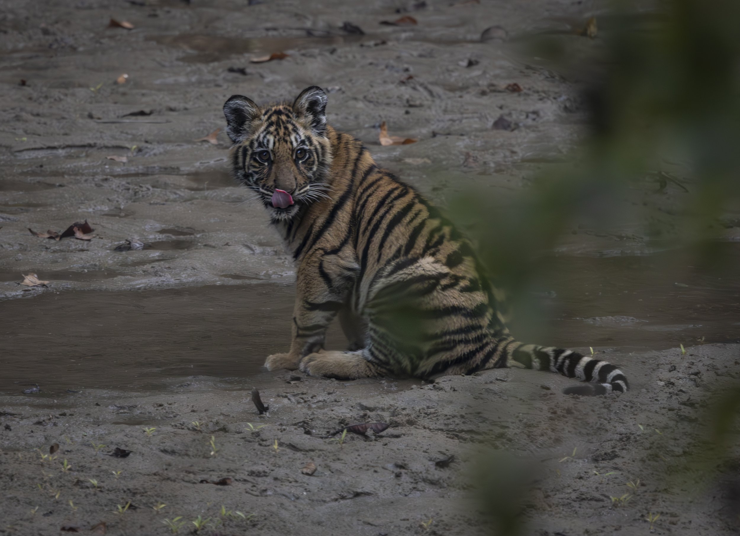 Kanha Day 4-8020.jpg