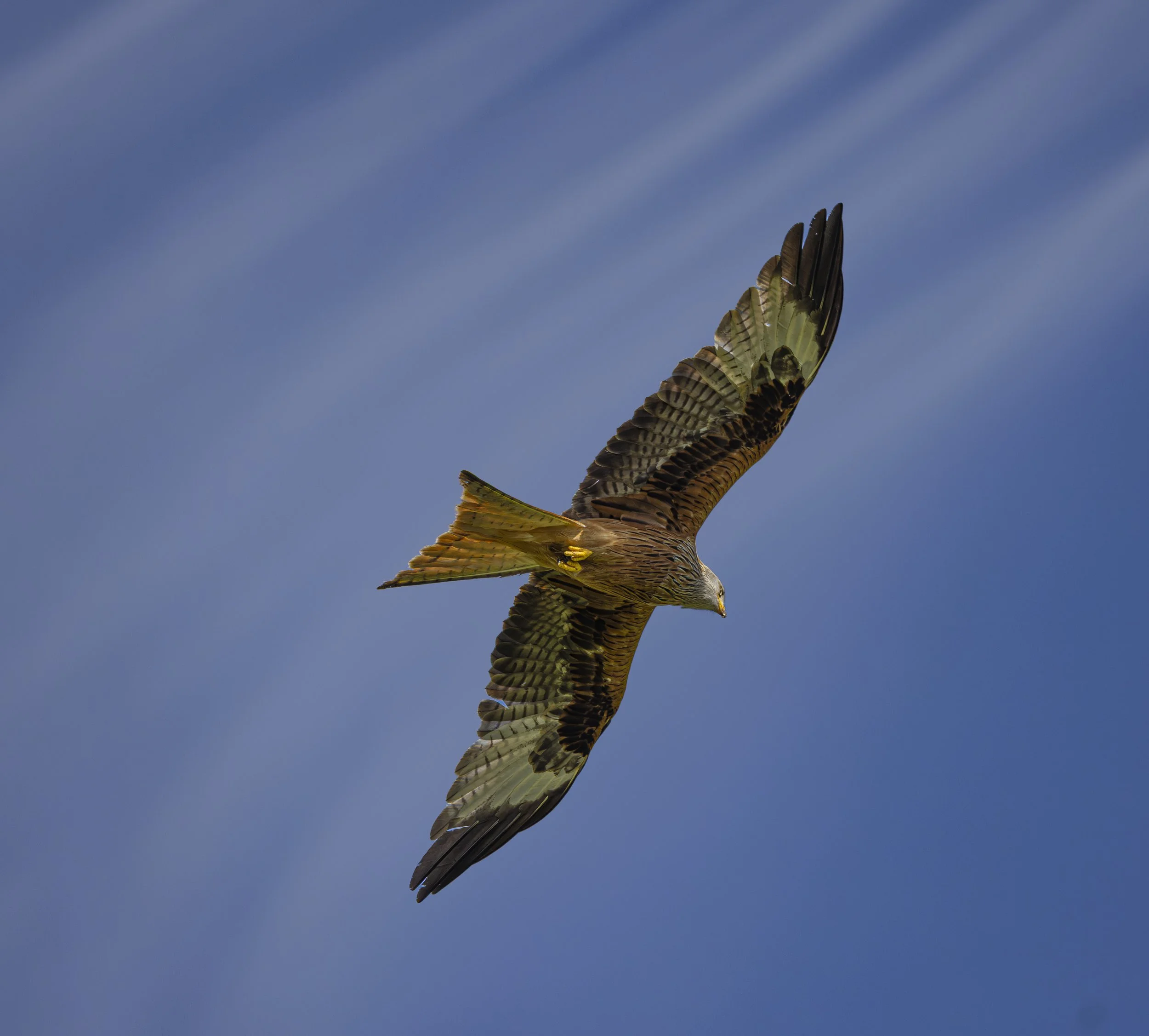Red Kites at Gigrin Farm
