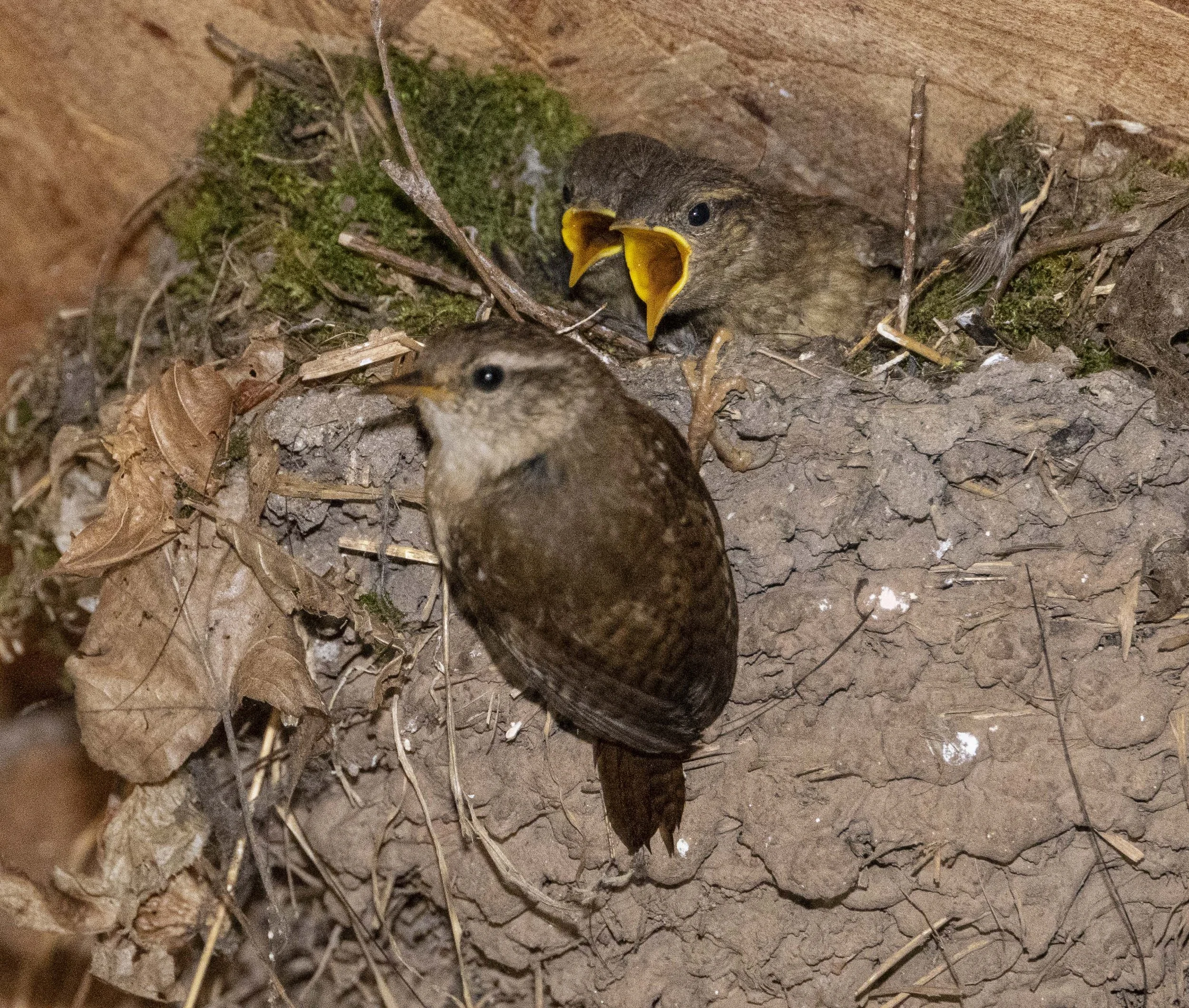 Wrens-4585.jpg
