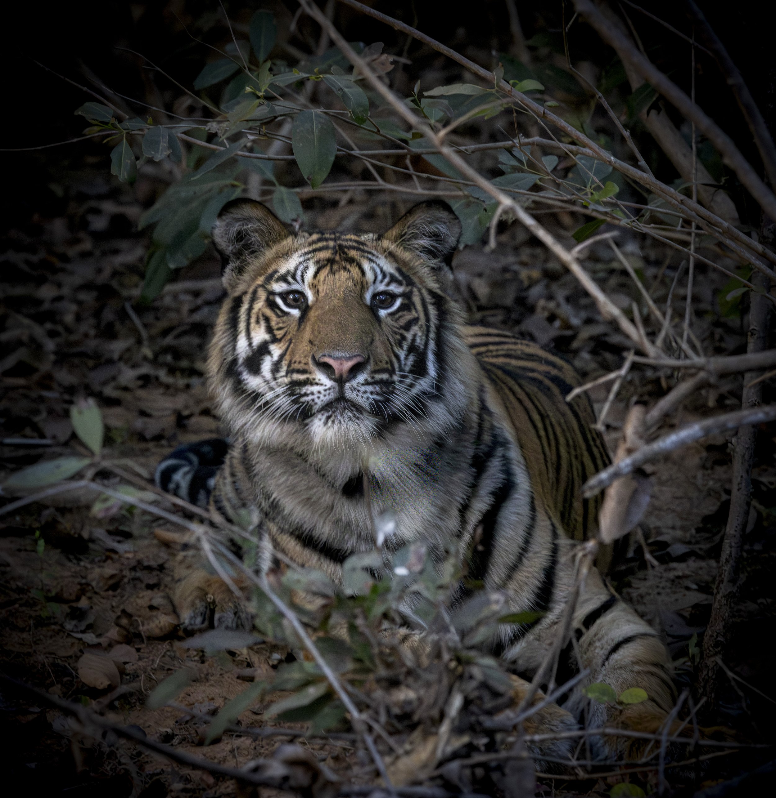 Samode Lodge Day 1-4463.jpg