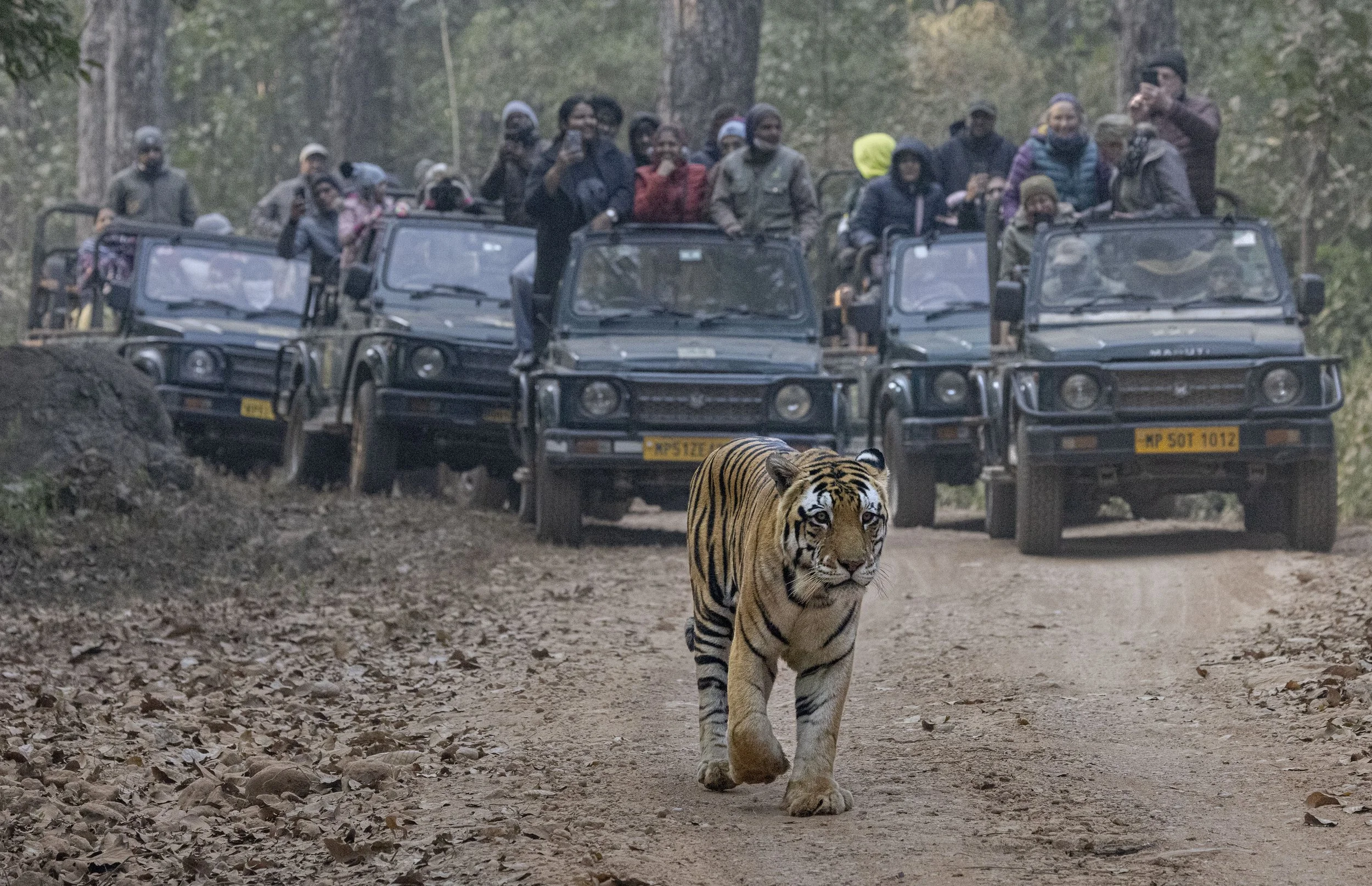 Kanha Day 2-7356.jpg