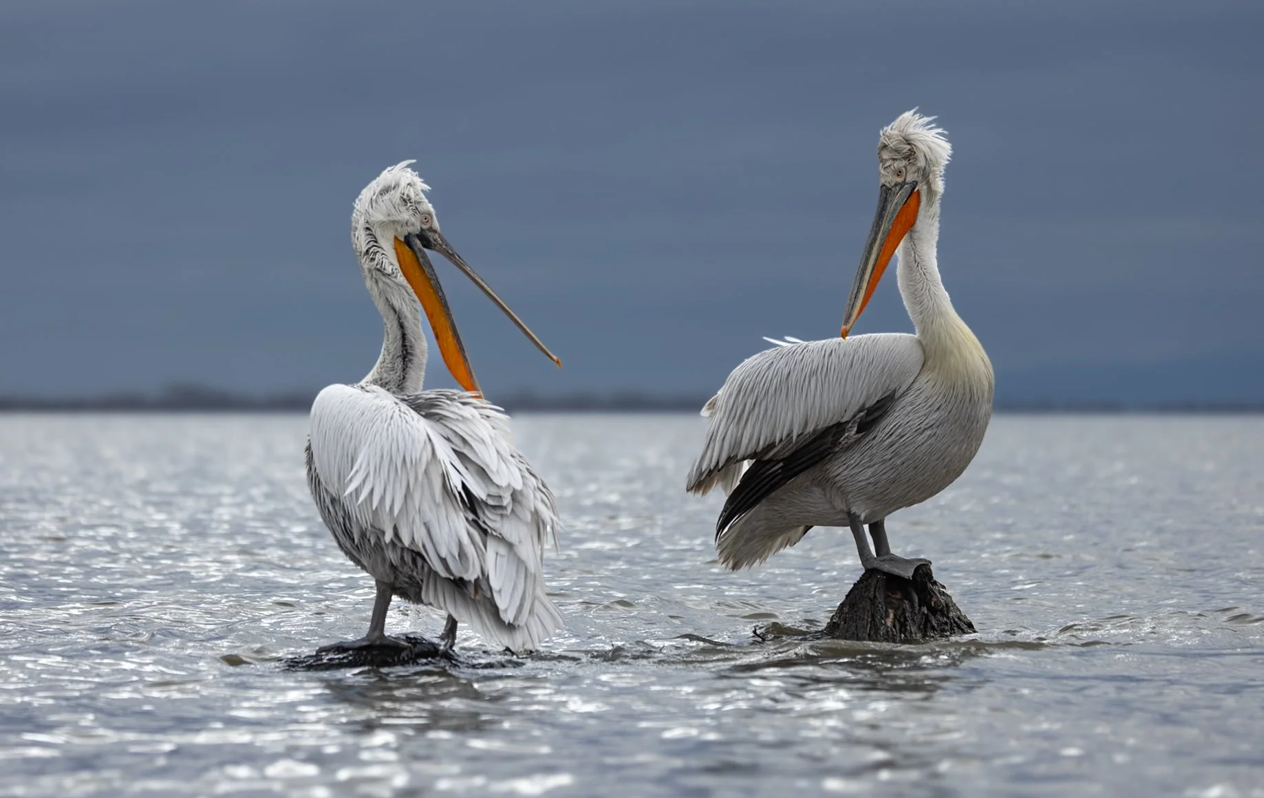 Kerkini Pelicans-2-3.jpg