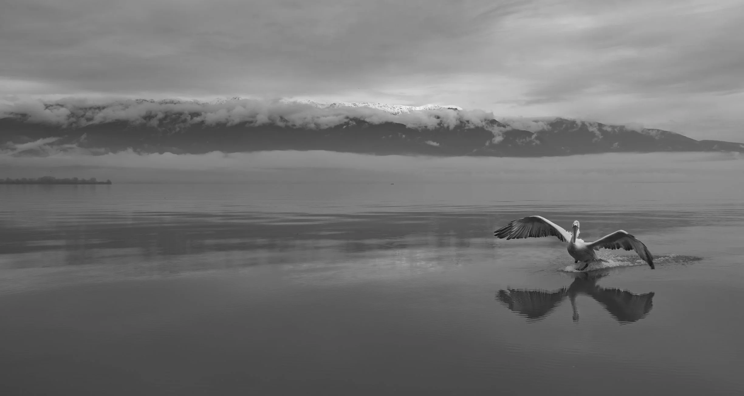 Kerkini Pelicans-2646.jpg