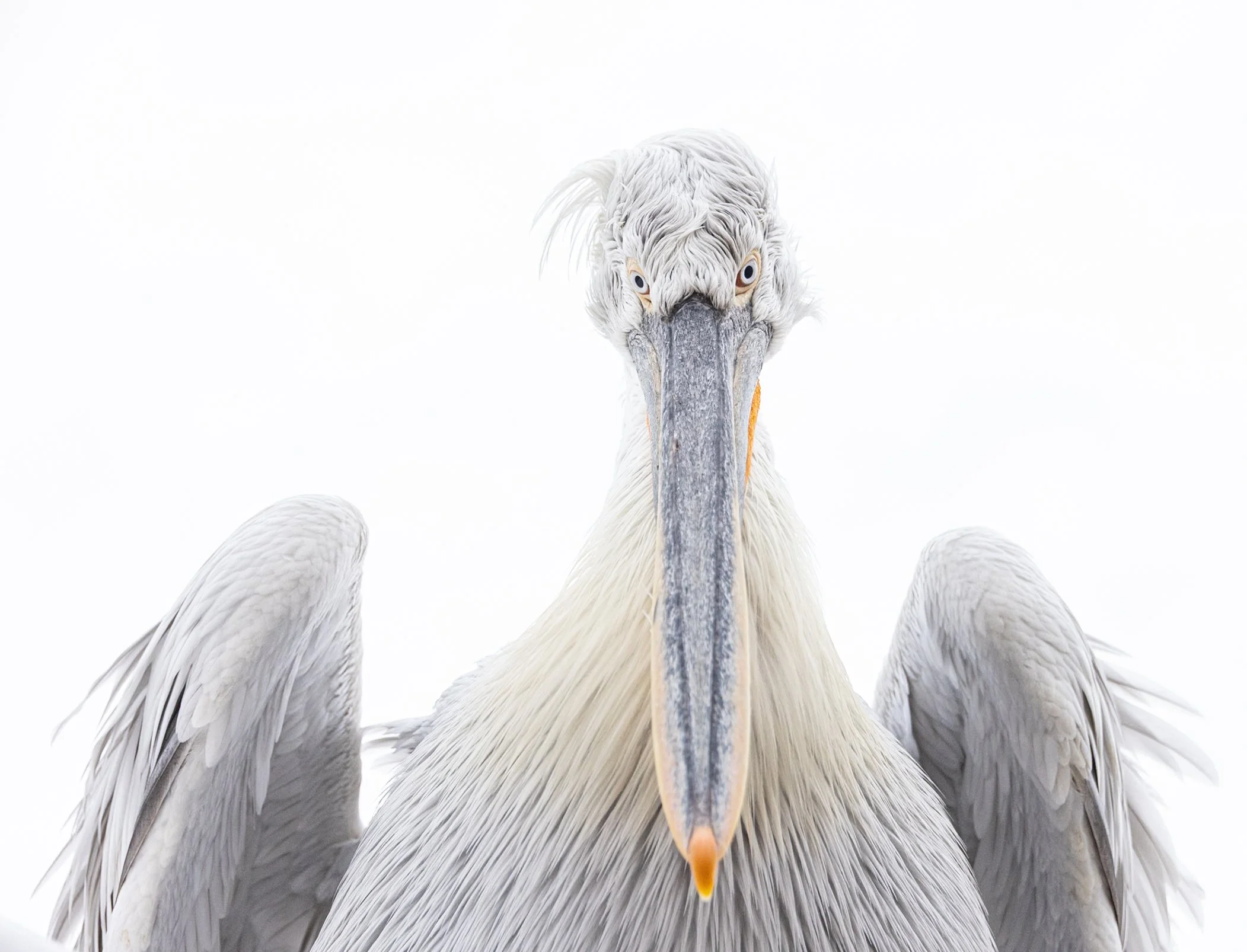 Kerkini Pelicans-0677.jpg