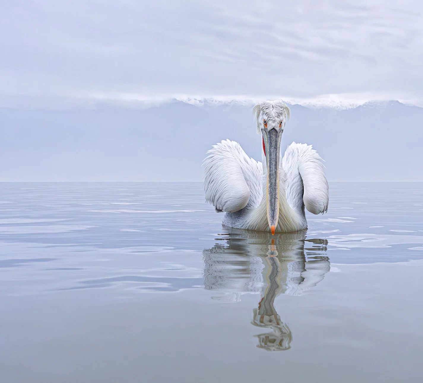 Kerkini Pelicans-3270.jpg