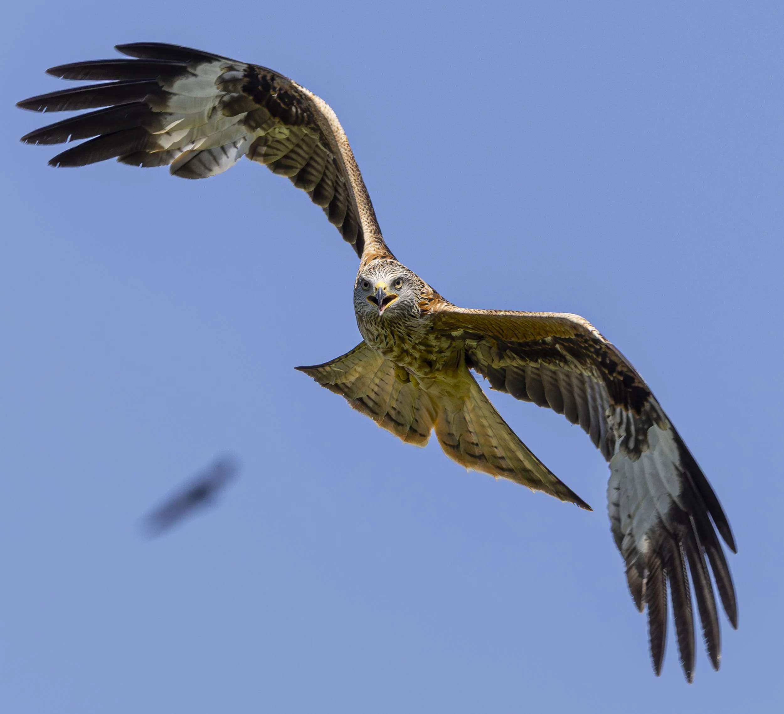 Red Kites at Gigrin Farm