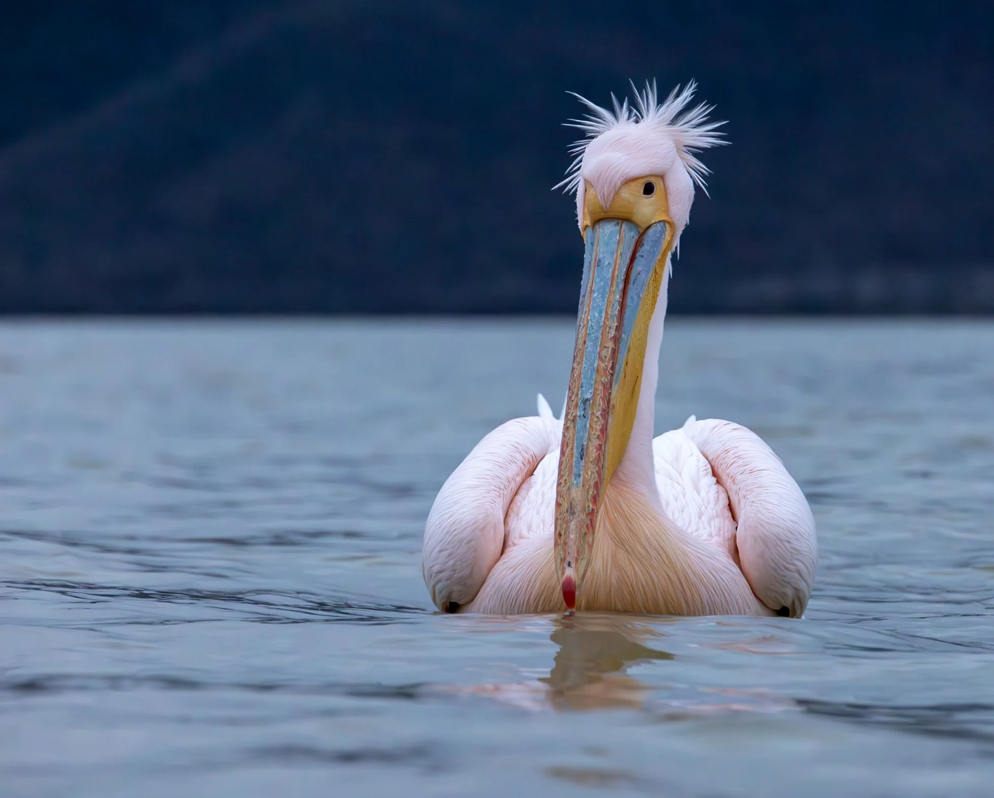 Kerkini Pelicans-9601.jpg
