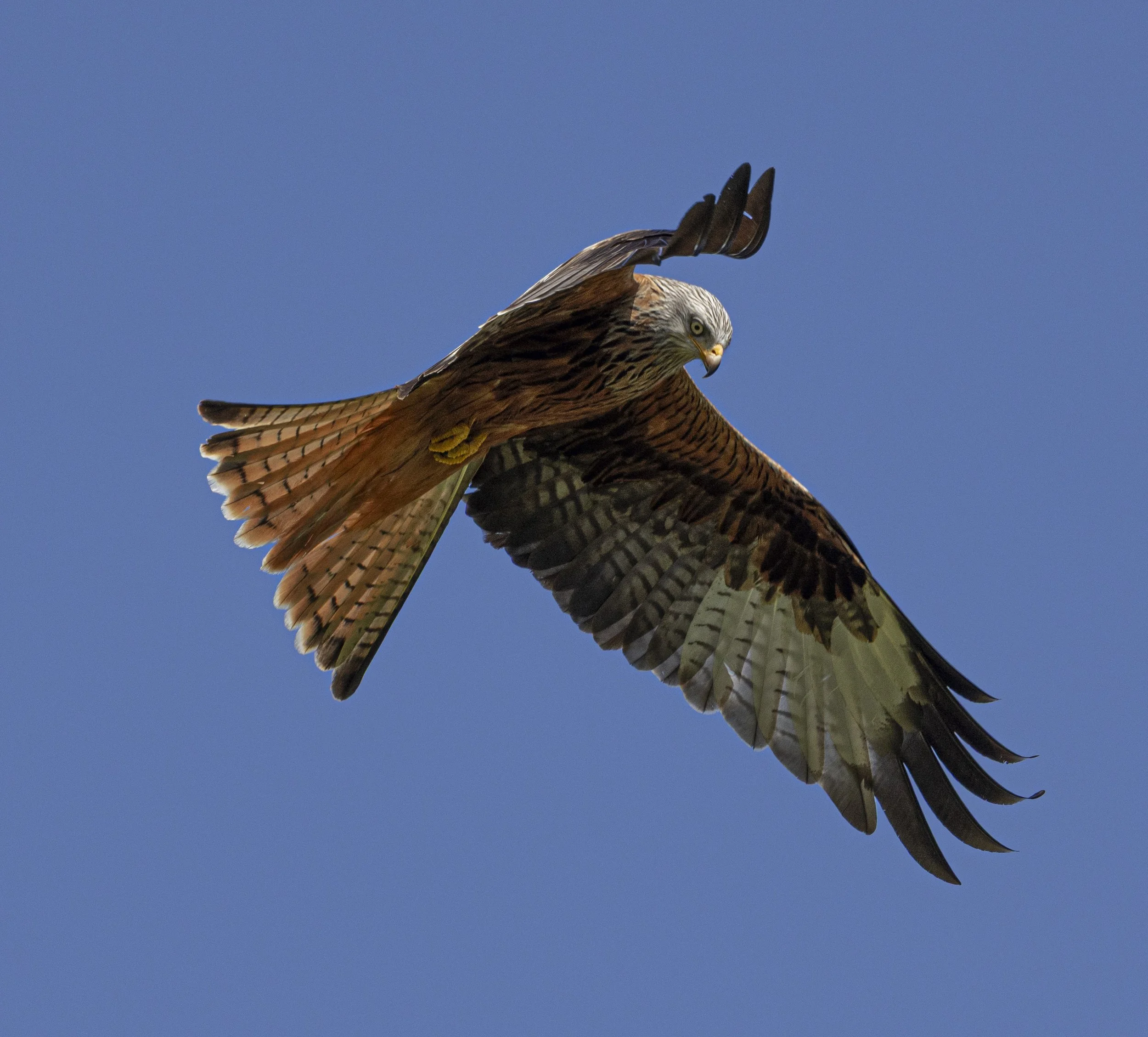 Red Kites at Gigrin Farm