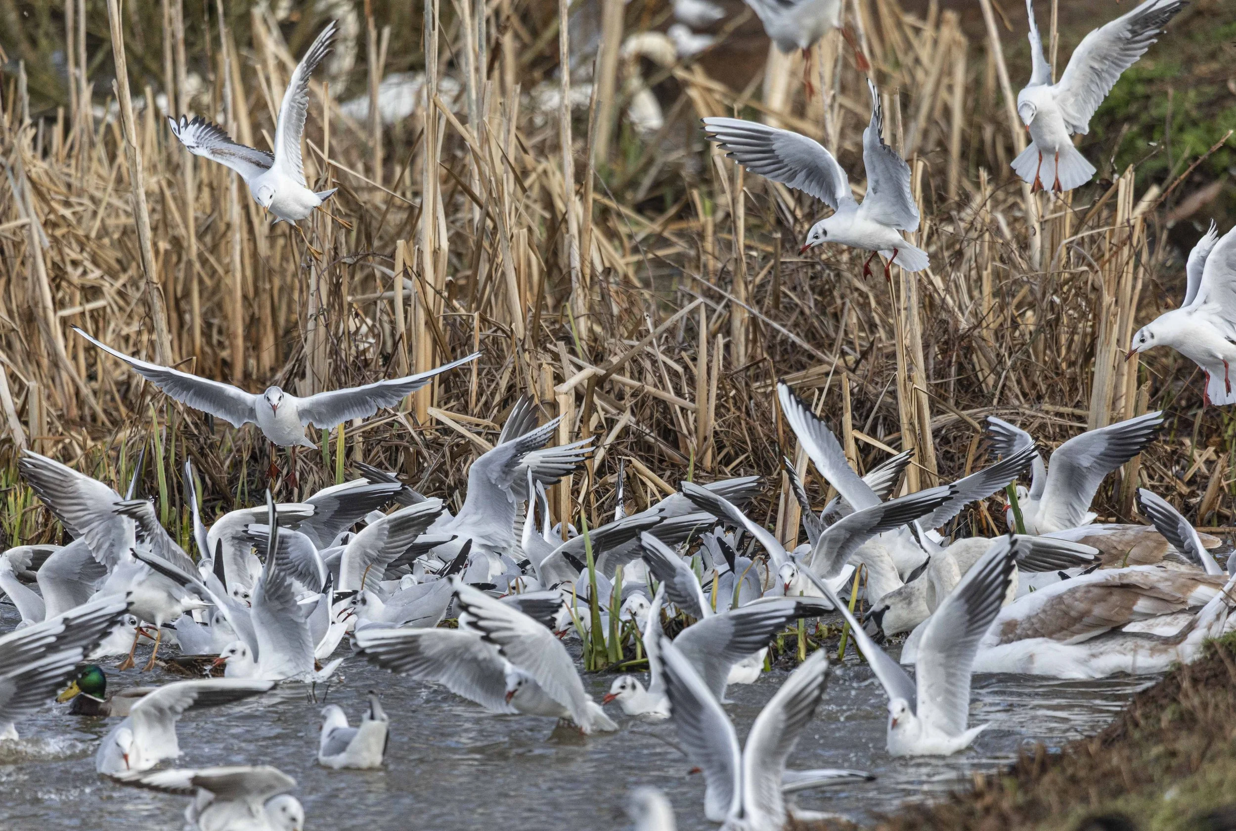 Backwell Lake-8056.jpg