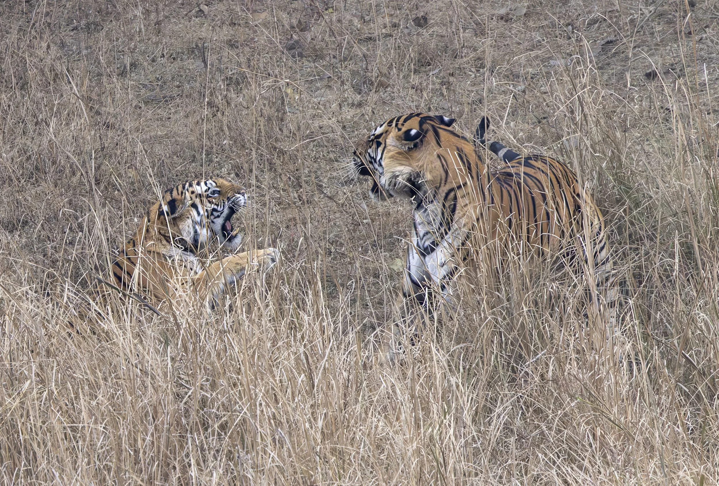 Samode Day 3-6249.jpg