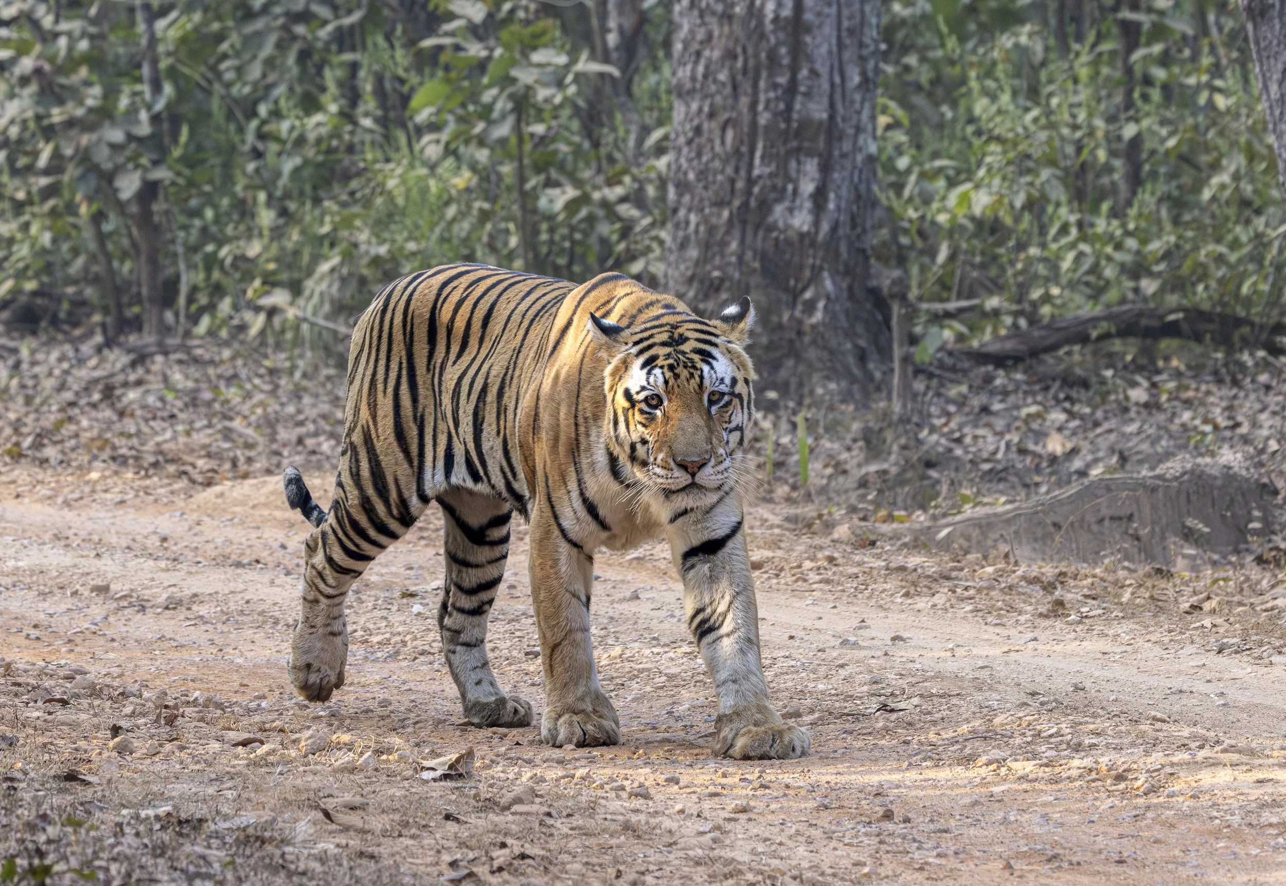 Kanha Day 2-7328.jpg