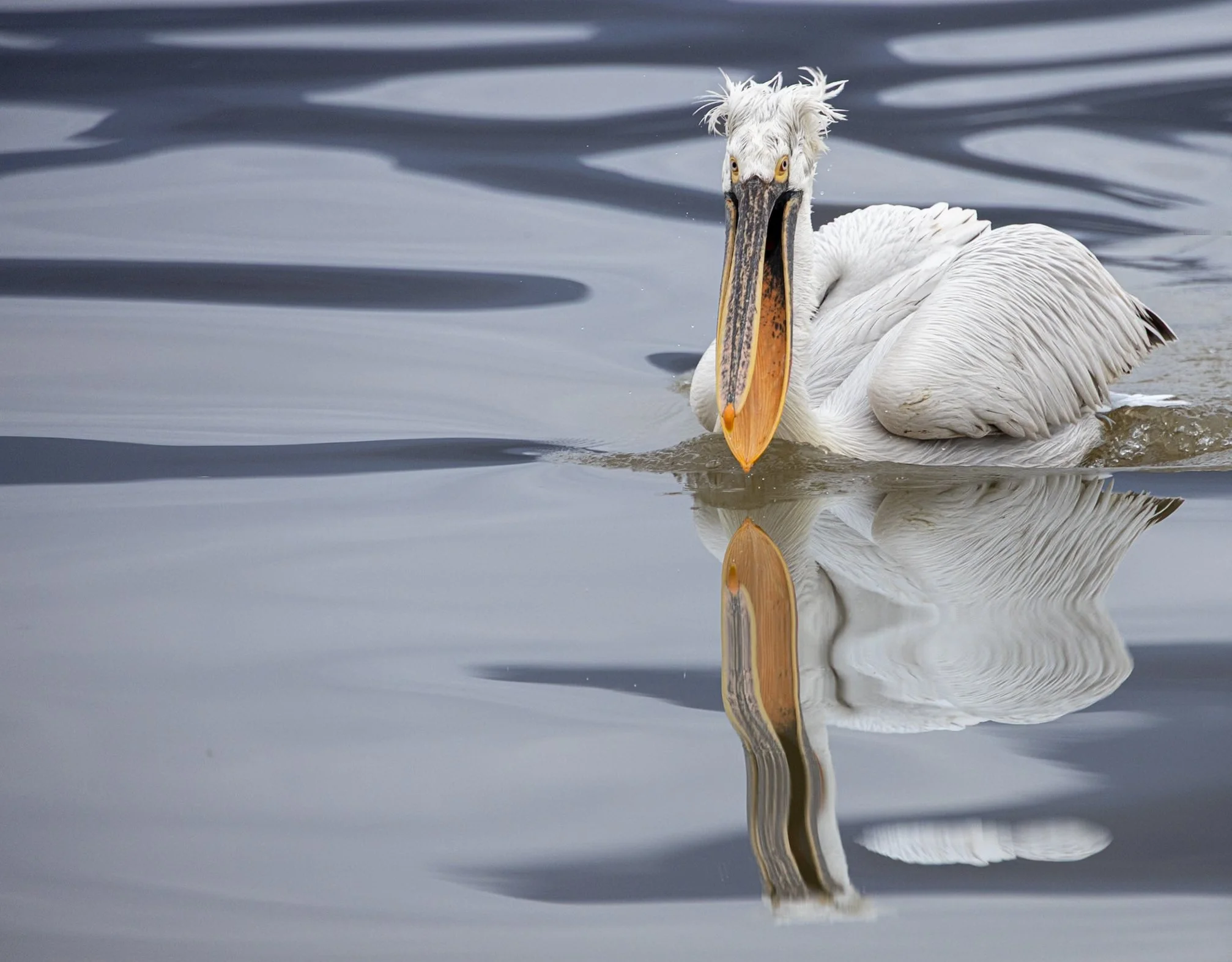 Kerkini Pelicans-0932.jpg