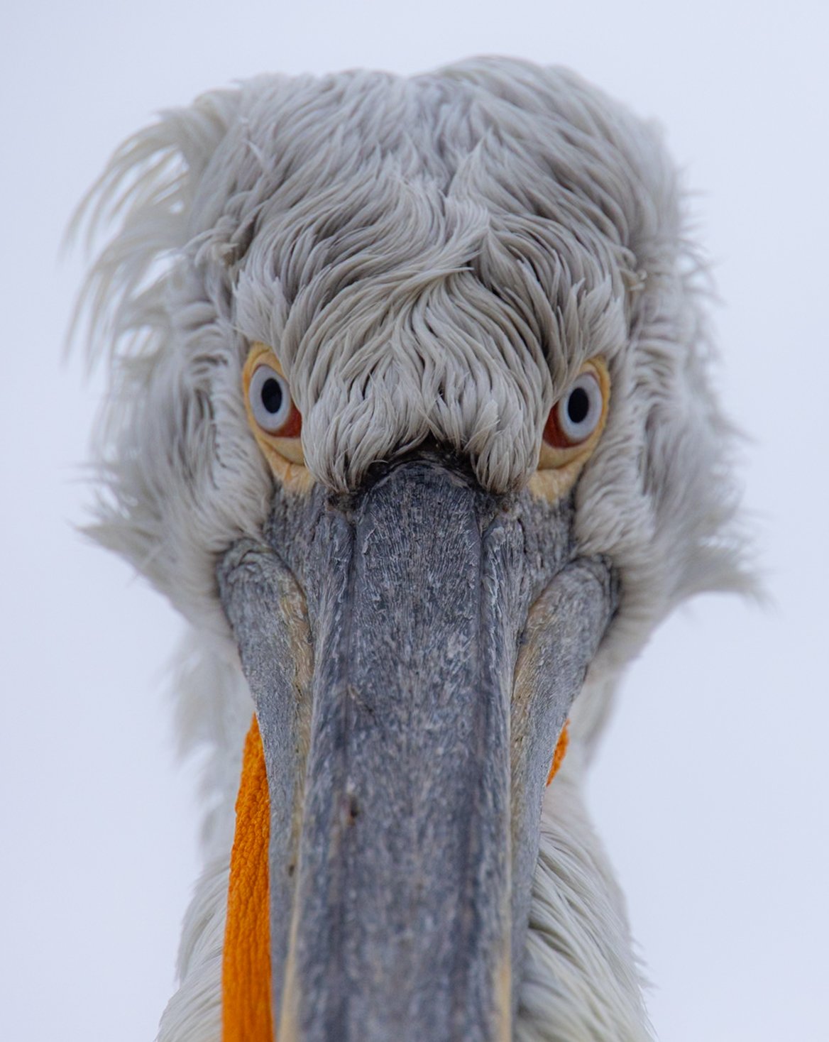 Kerkini Pelicans-0687.jpg