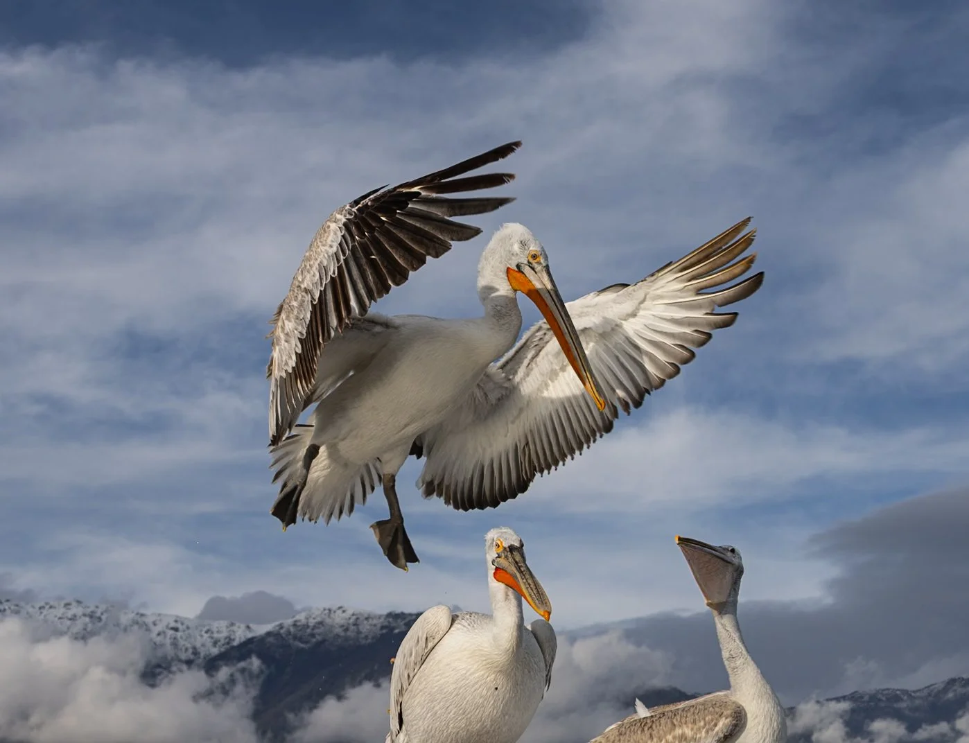 Kerkini Pelicans-2-8.jpg