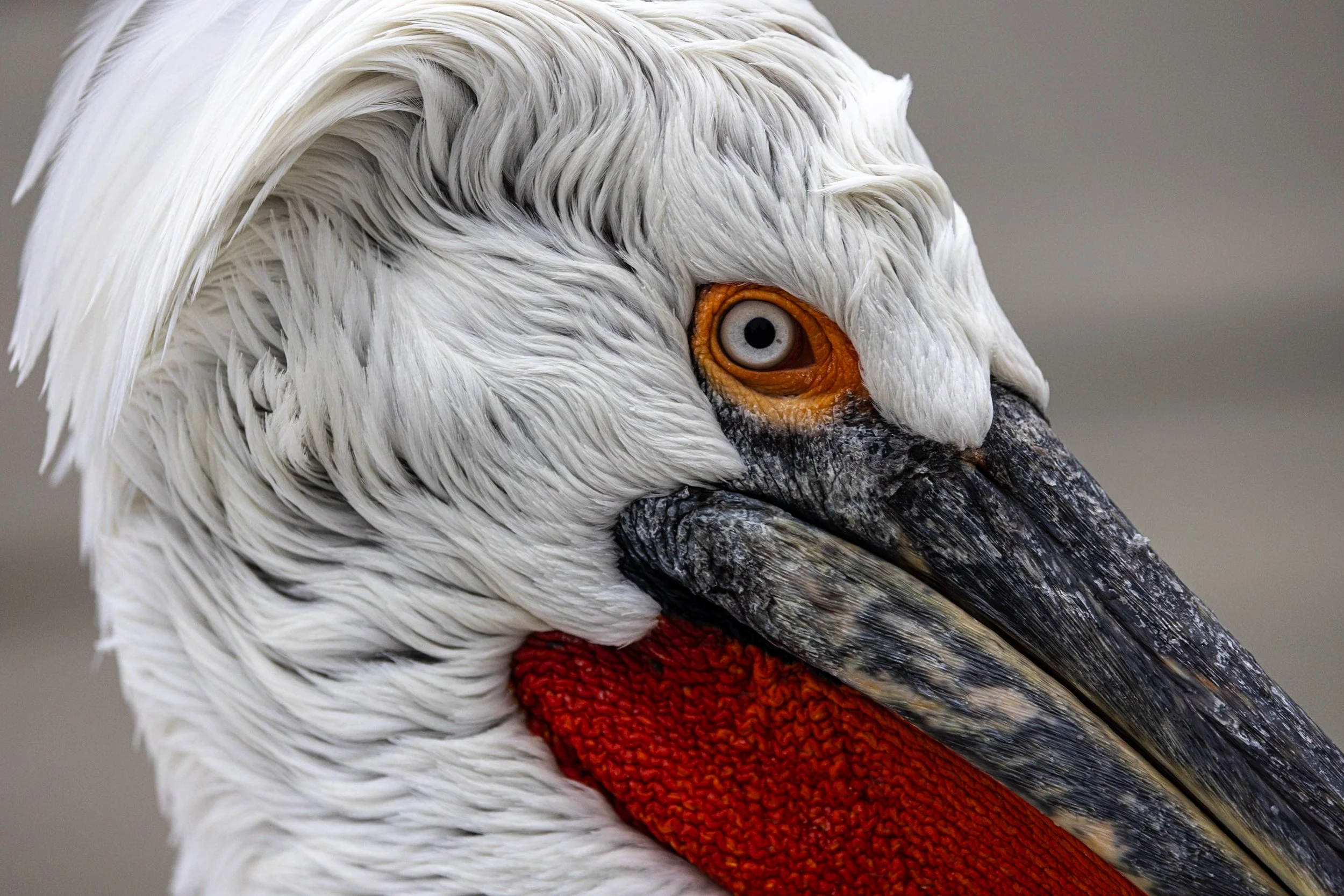 Kerkini Pelicans-2-6.jpg