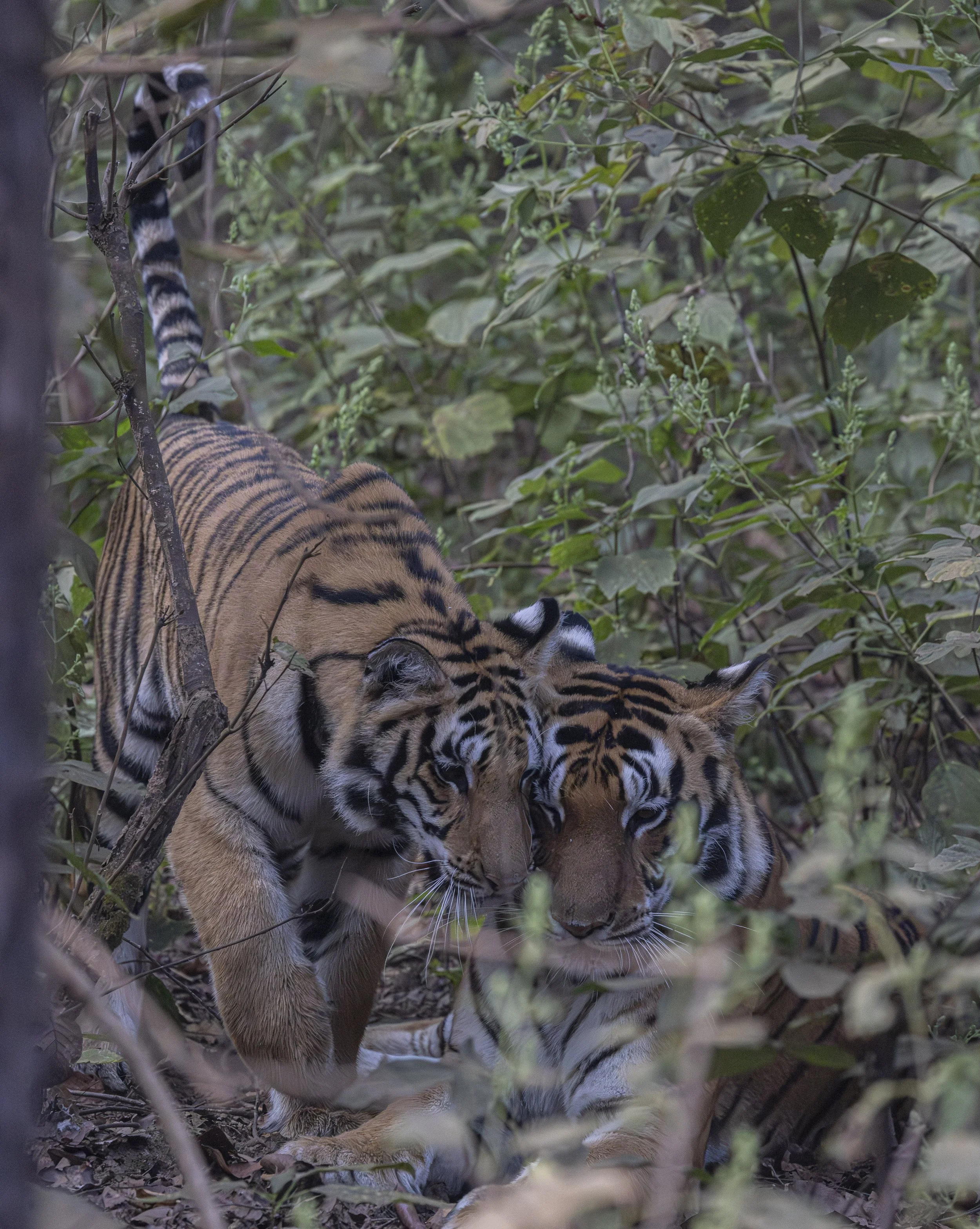 Kanha Day 4-8100.jpg