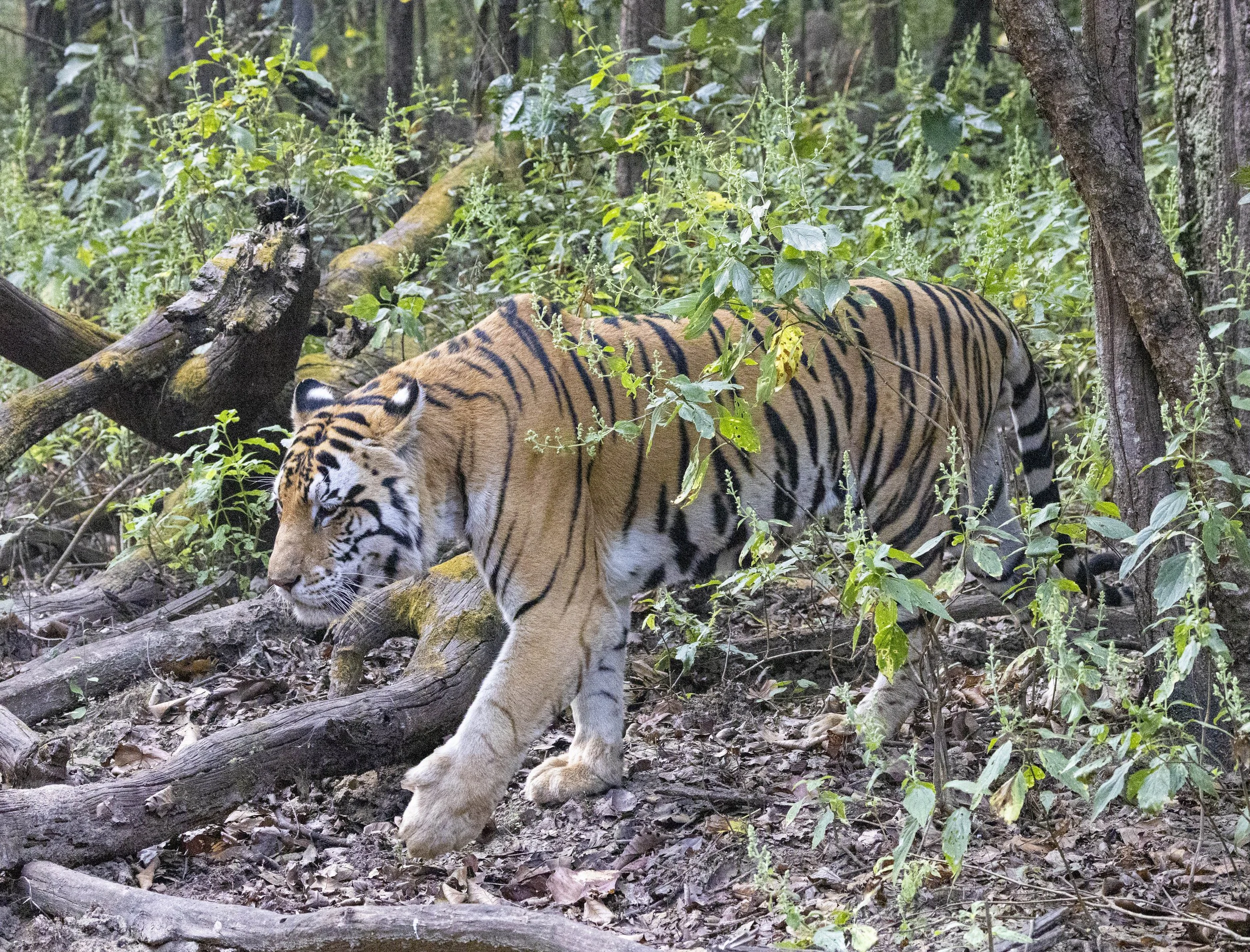 Kanha Day 2-7412.jpg