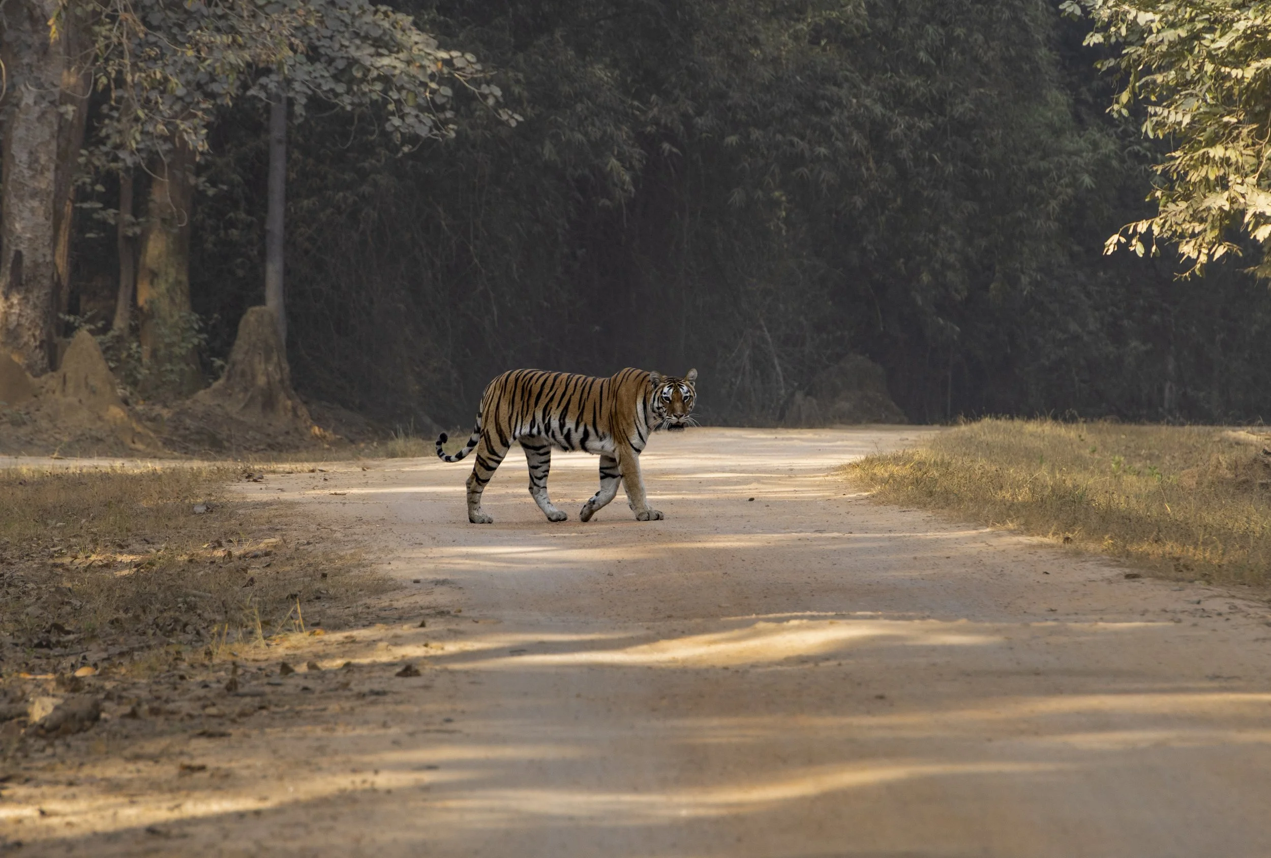 Kanha Day 5-8457.jpg