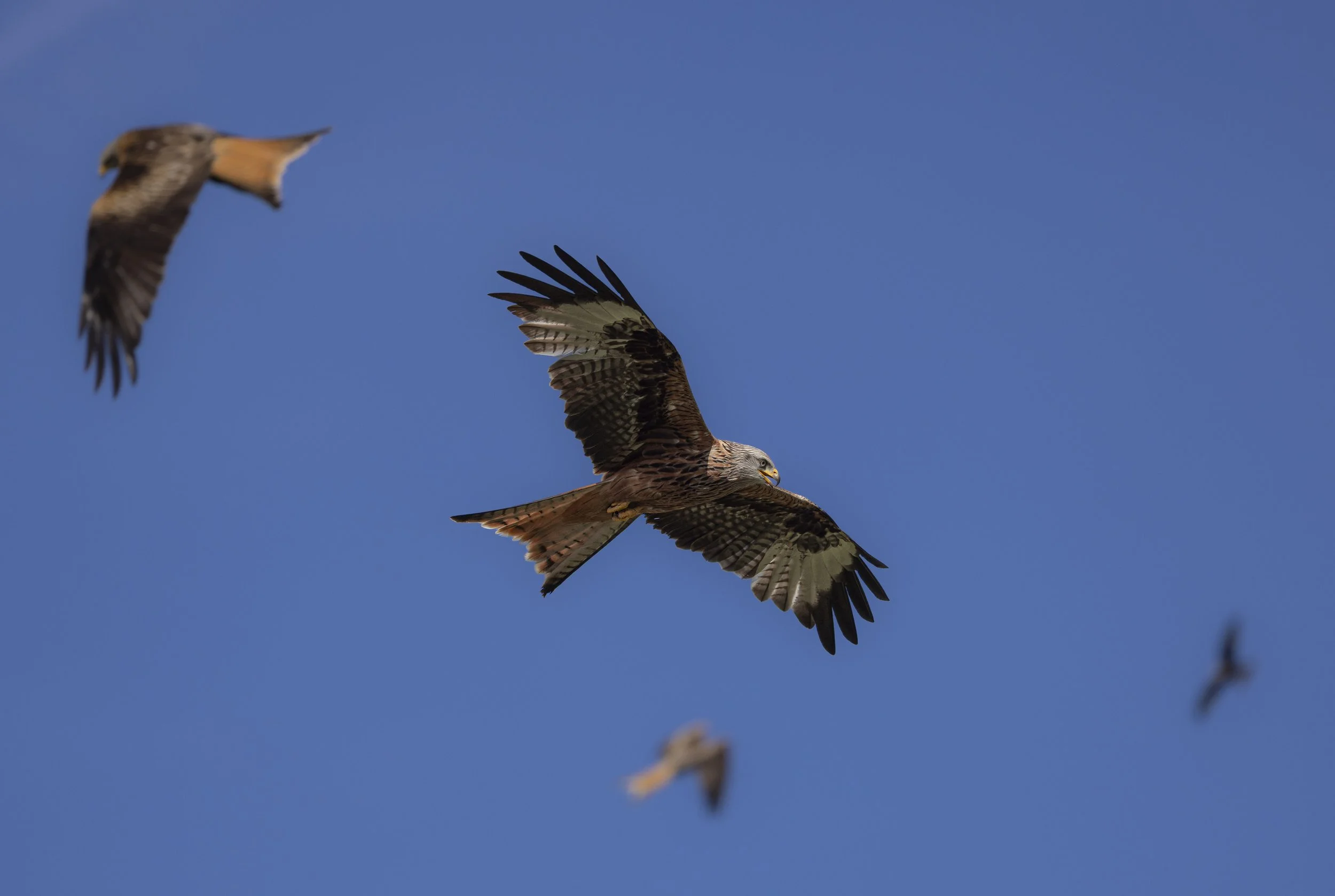 Red Kites at Gigrin Farm