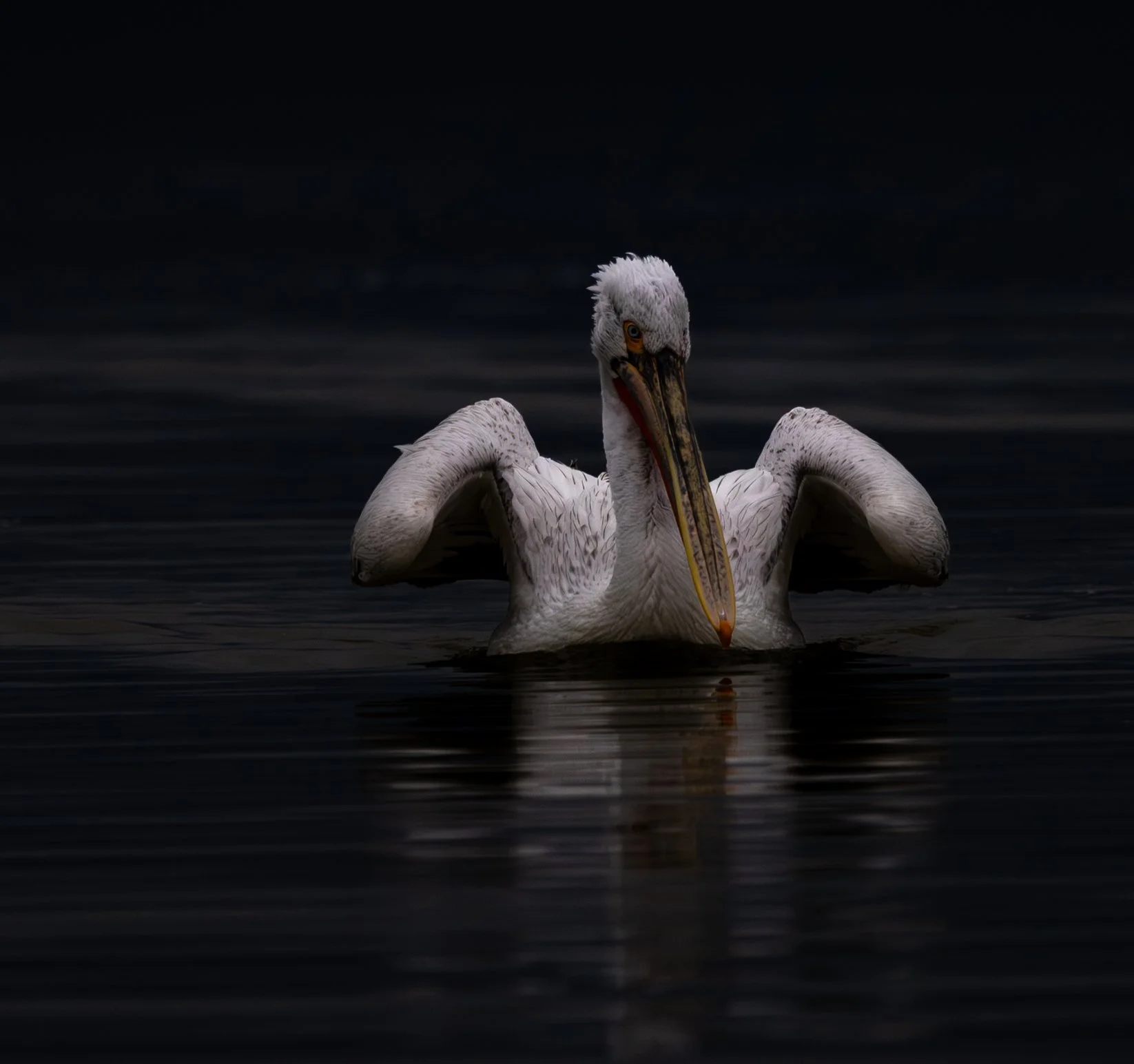 Kerkini Pelicans-3208.jpg