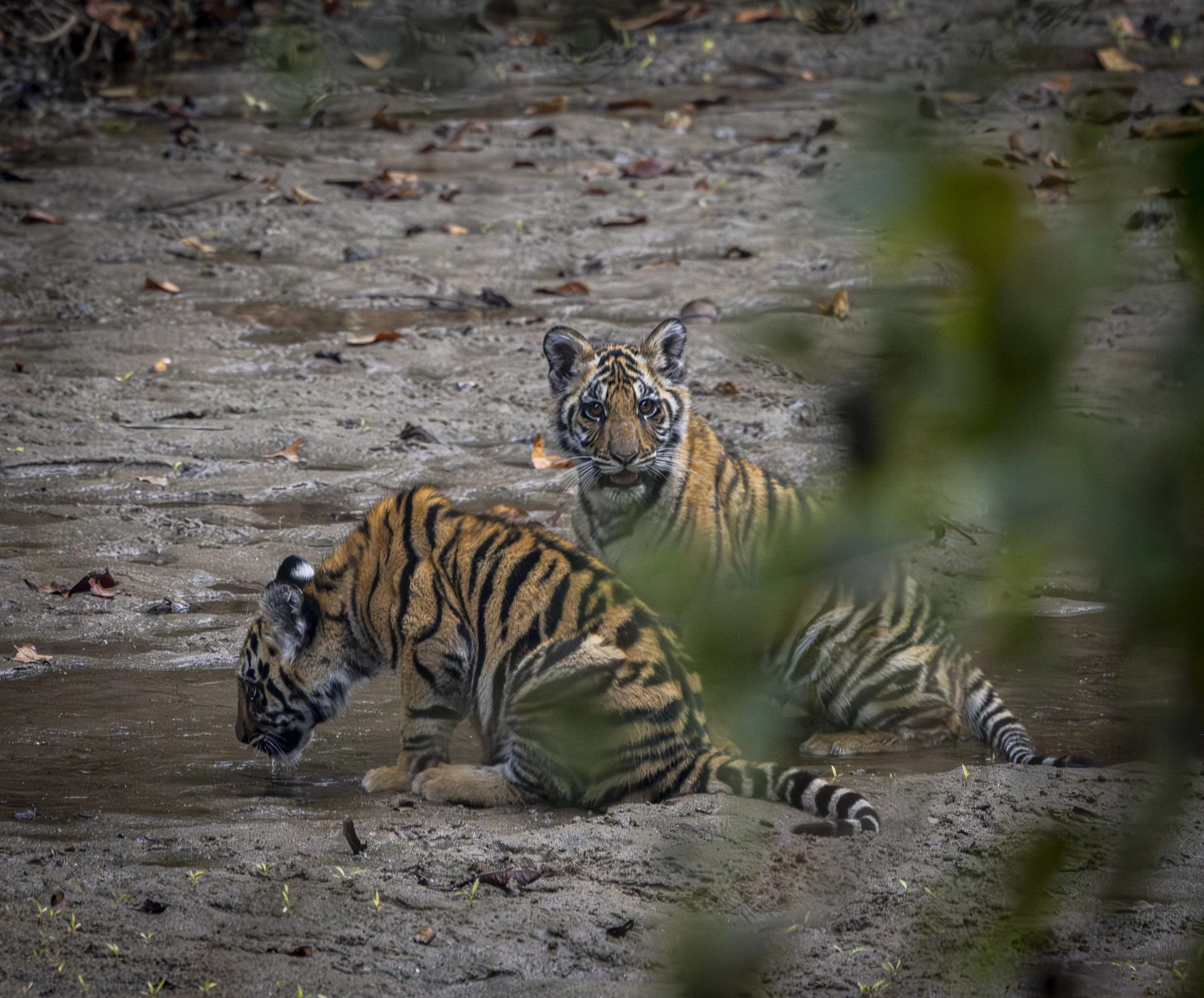 Kanha Day 4-8008.jpg
