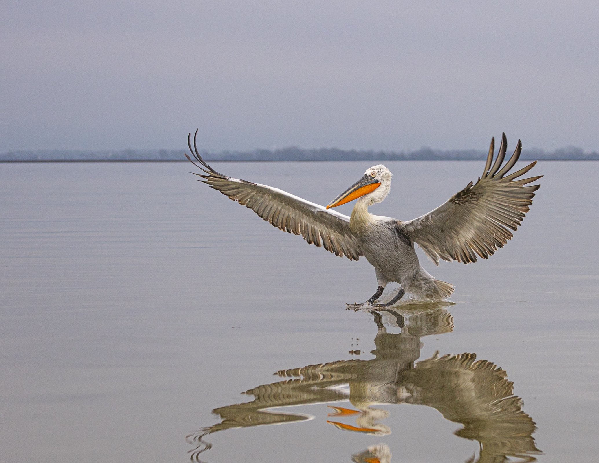 Kerkini Pelicans-2681.jpg