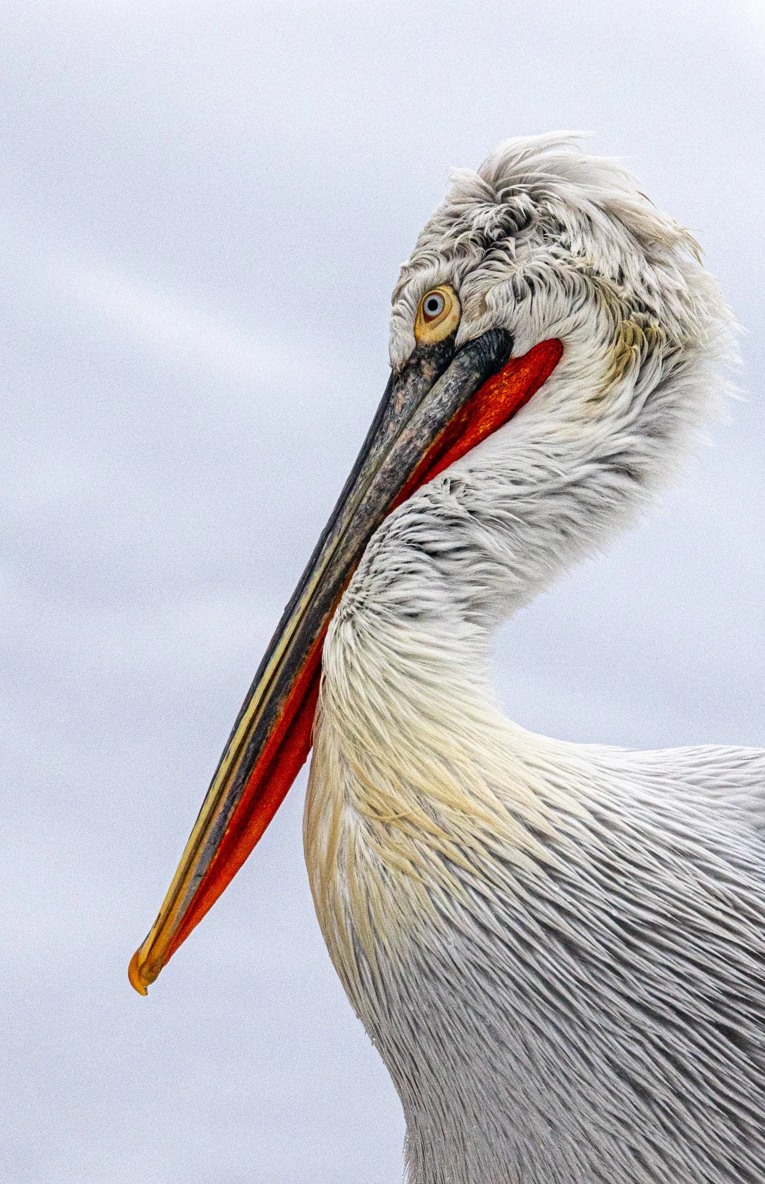 Kerkini Pelicans-1787.jpg