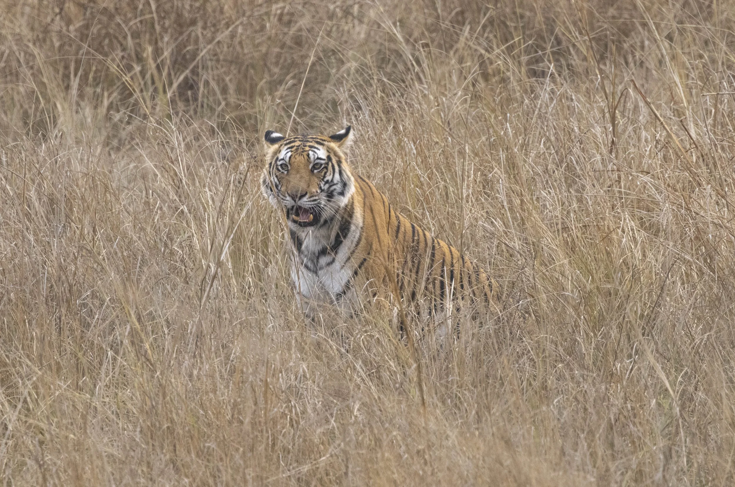 Samode Day 3-6014.jpg