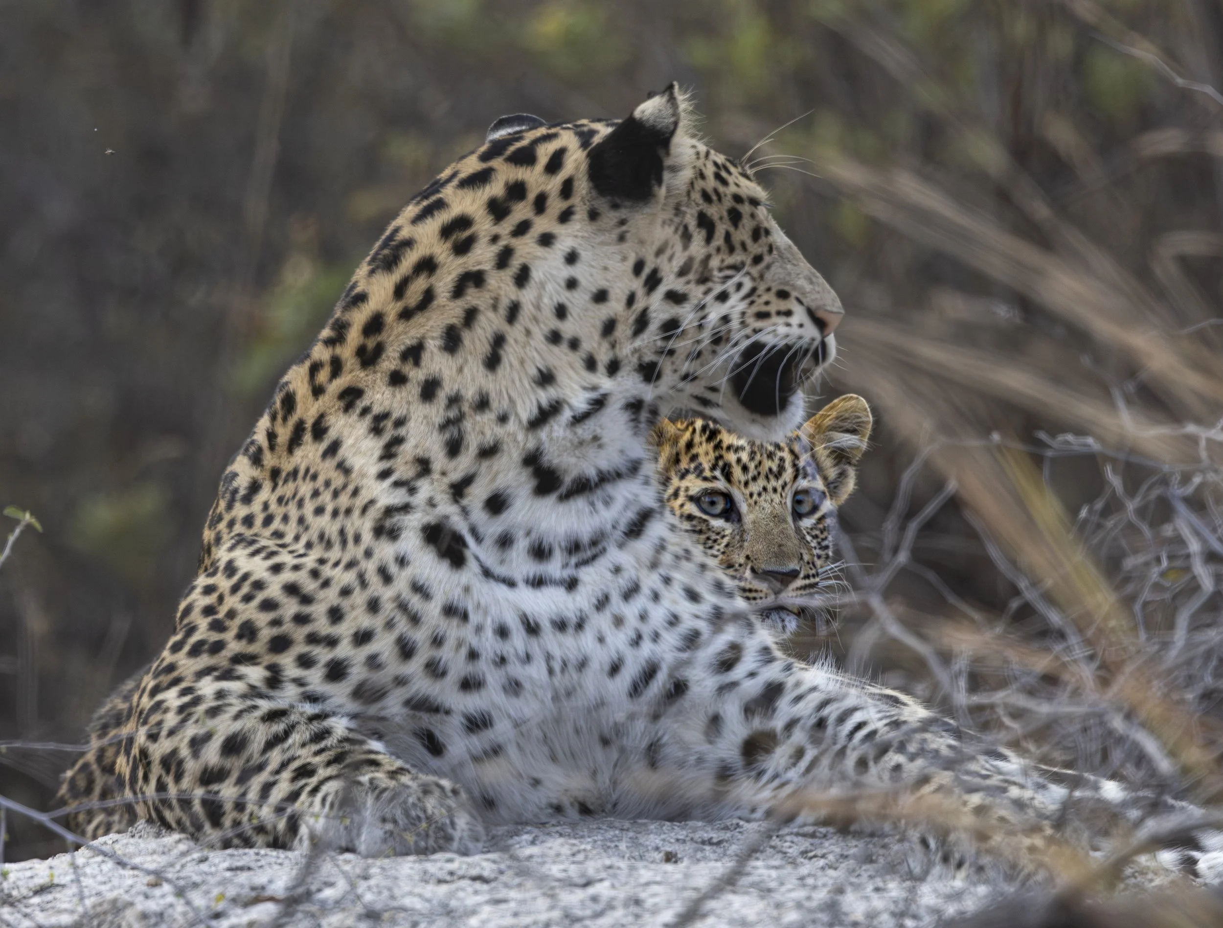 Jawai Day 1-8509.jpg