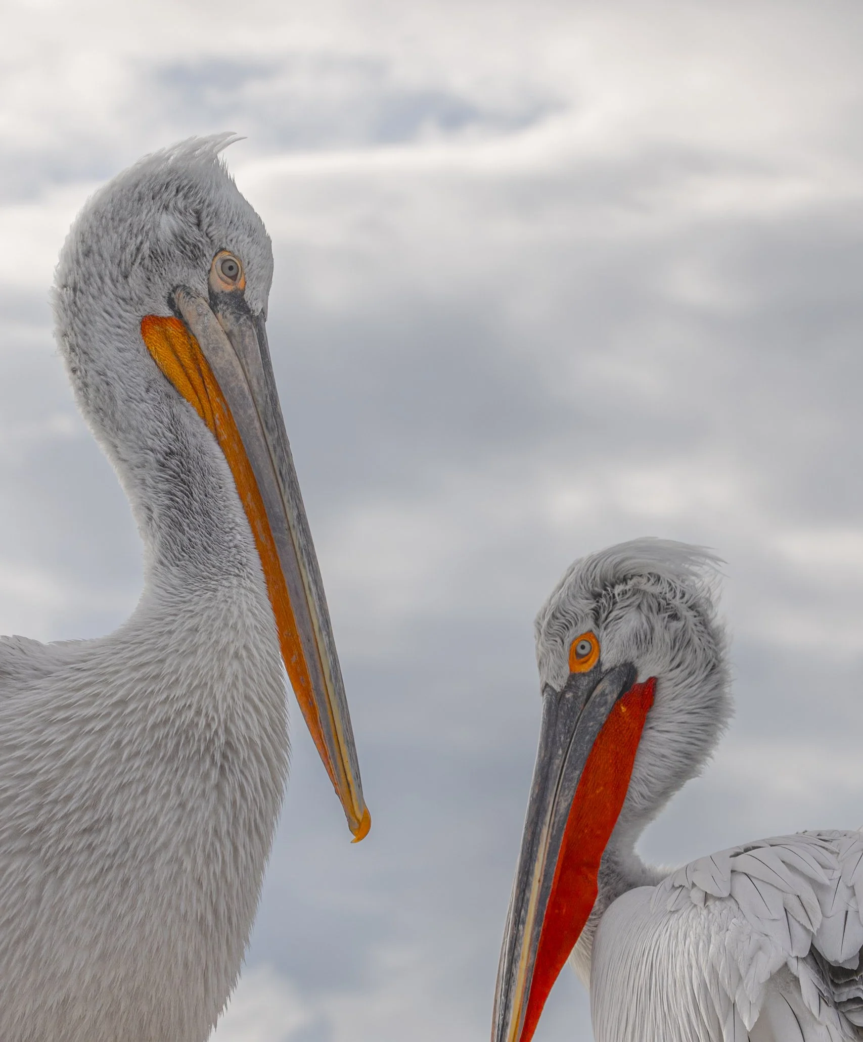 Kerkini Pelicans-3909.jpg