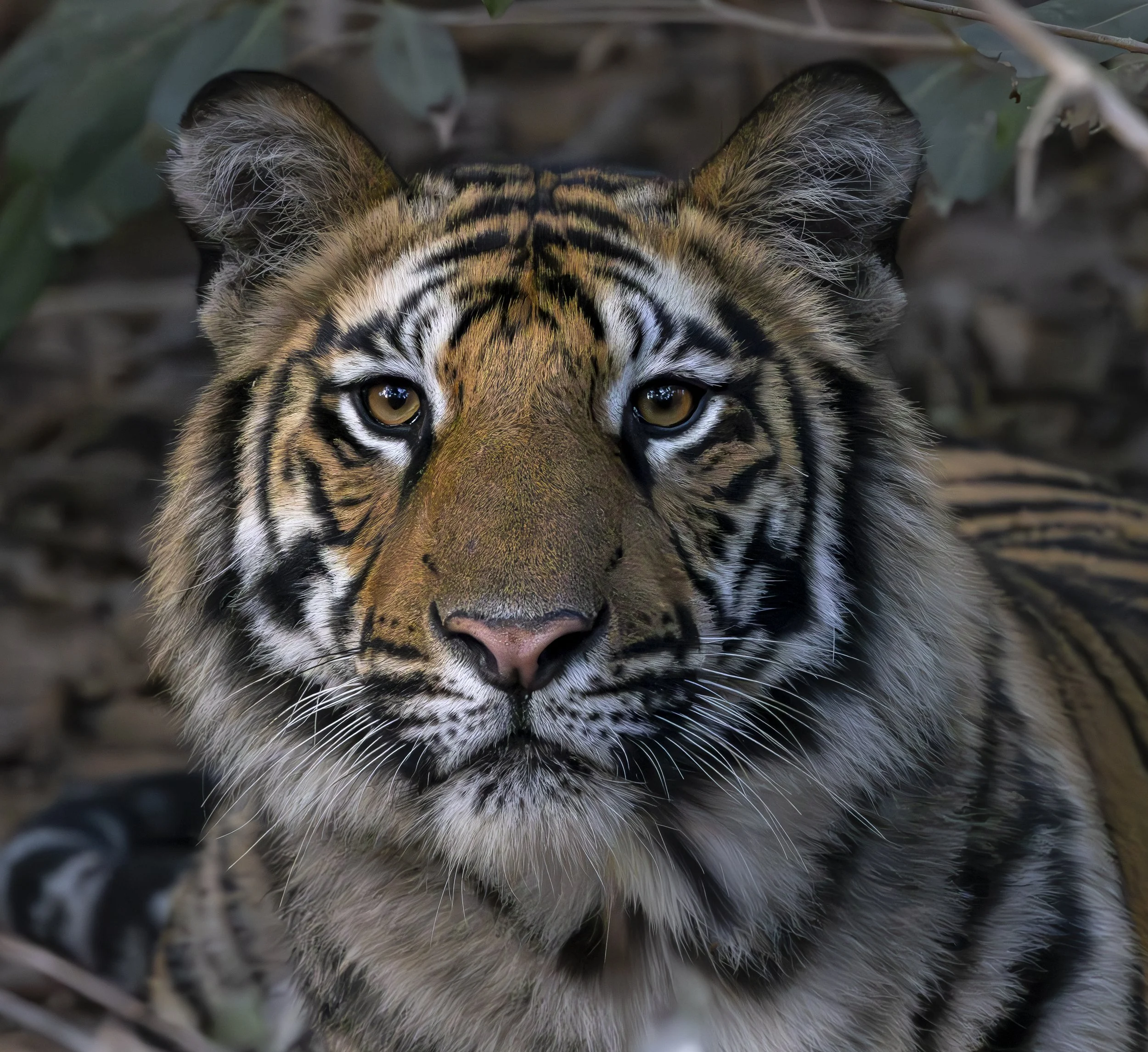 Samode Lodge Day 1-4453.jpg