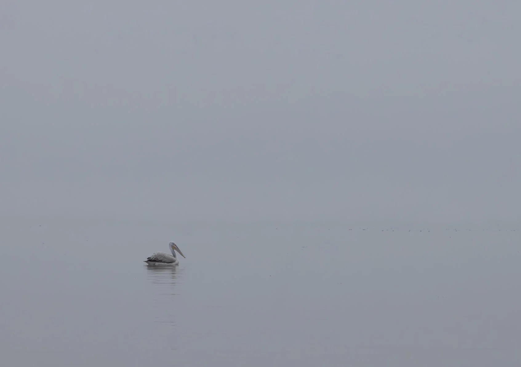 Kerkini Pelicans-2224.jpg