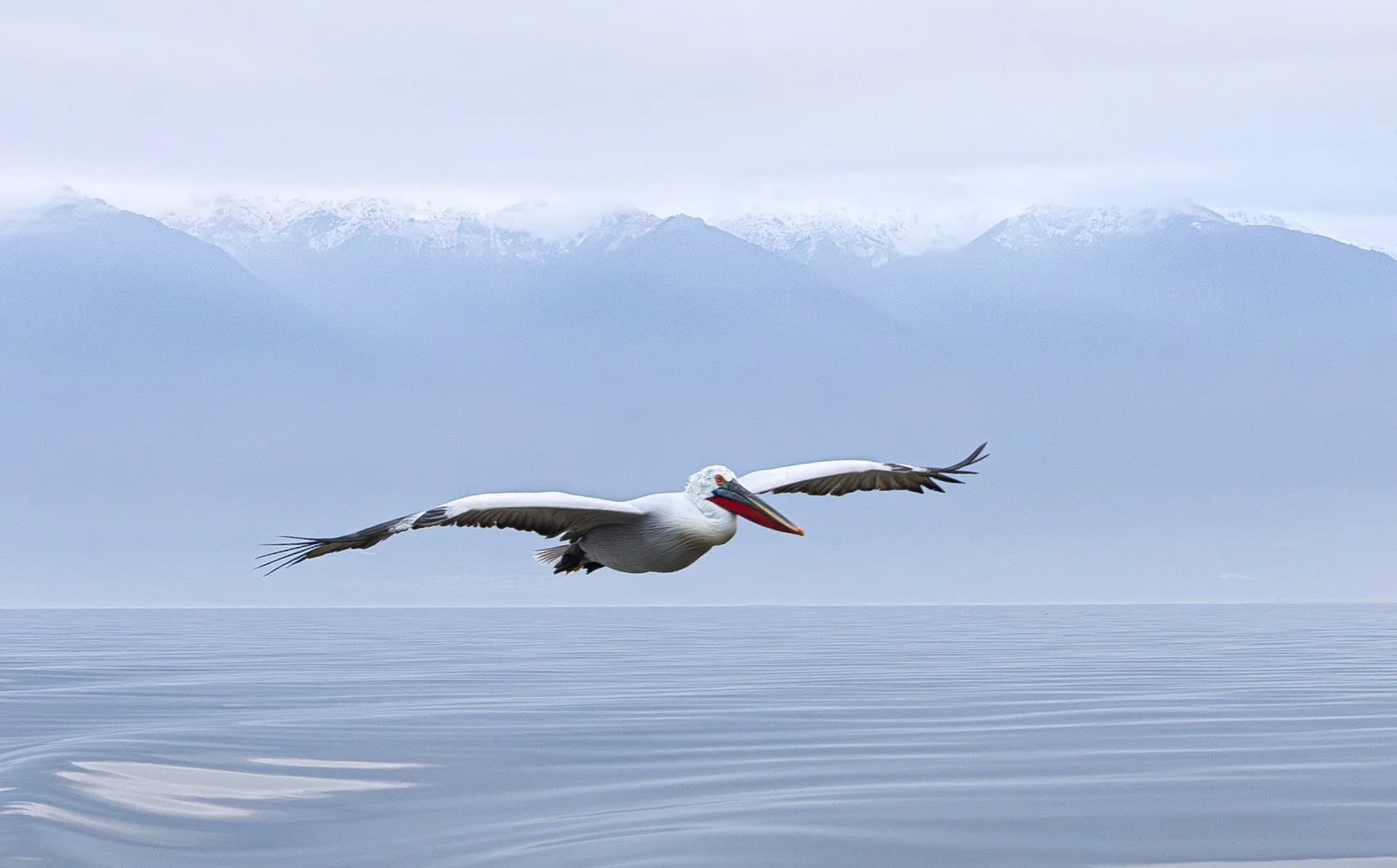 Kerkini Pelicans-3371.jpg