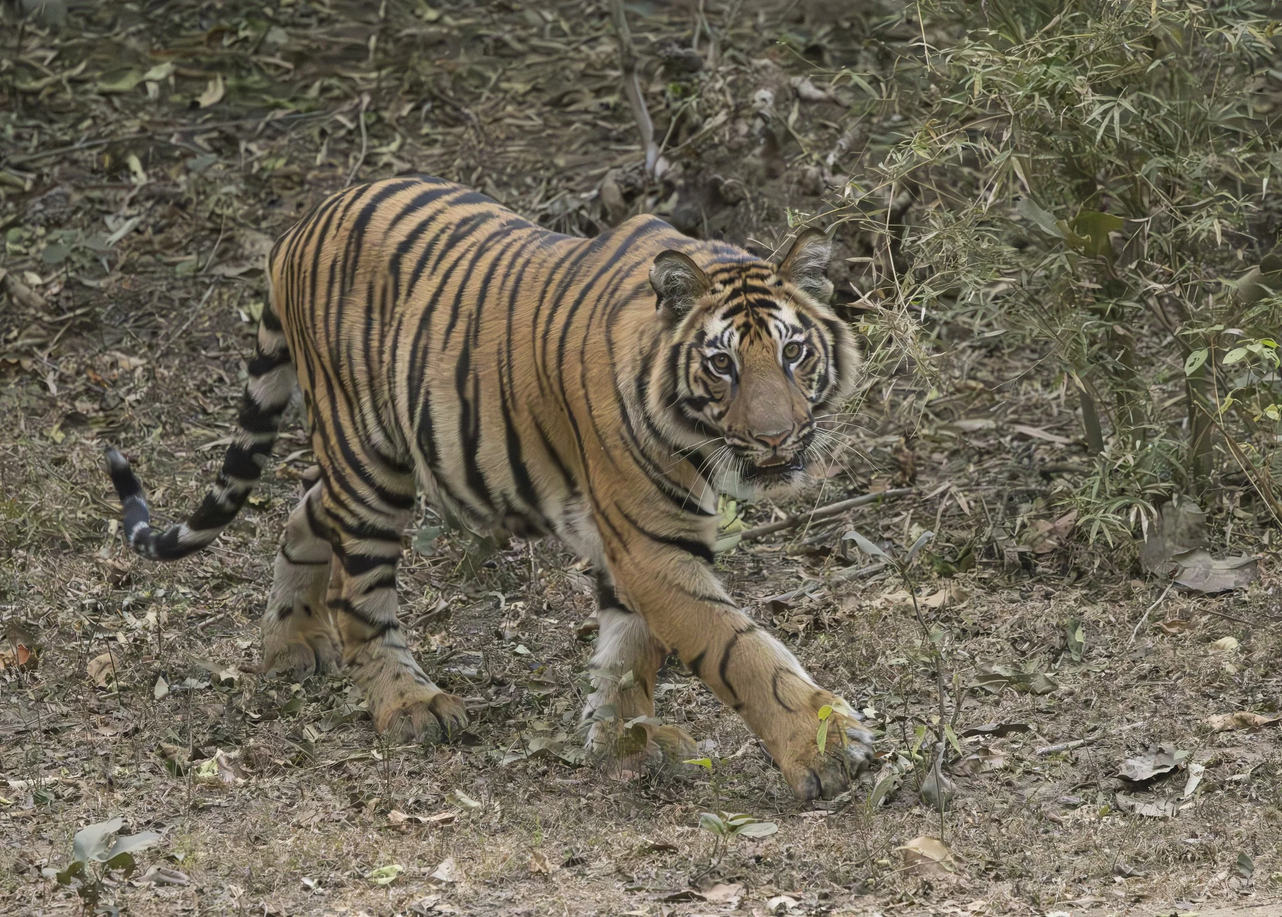 Samode Lodge Day 1-4378.jpg