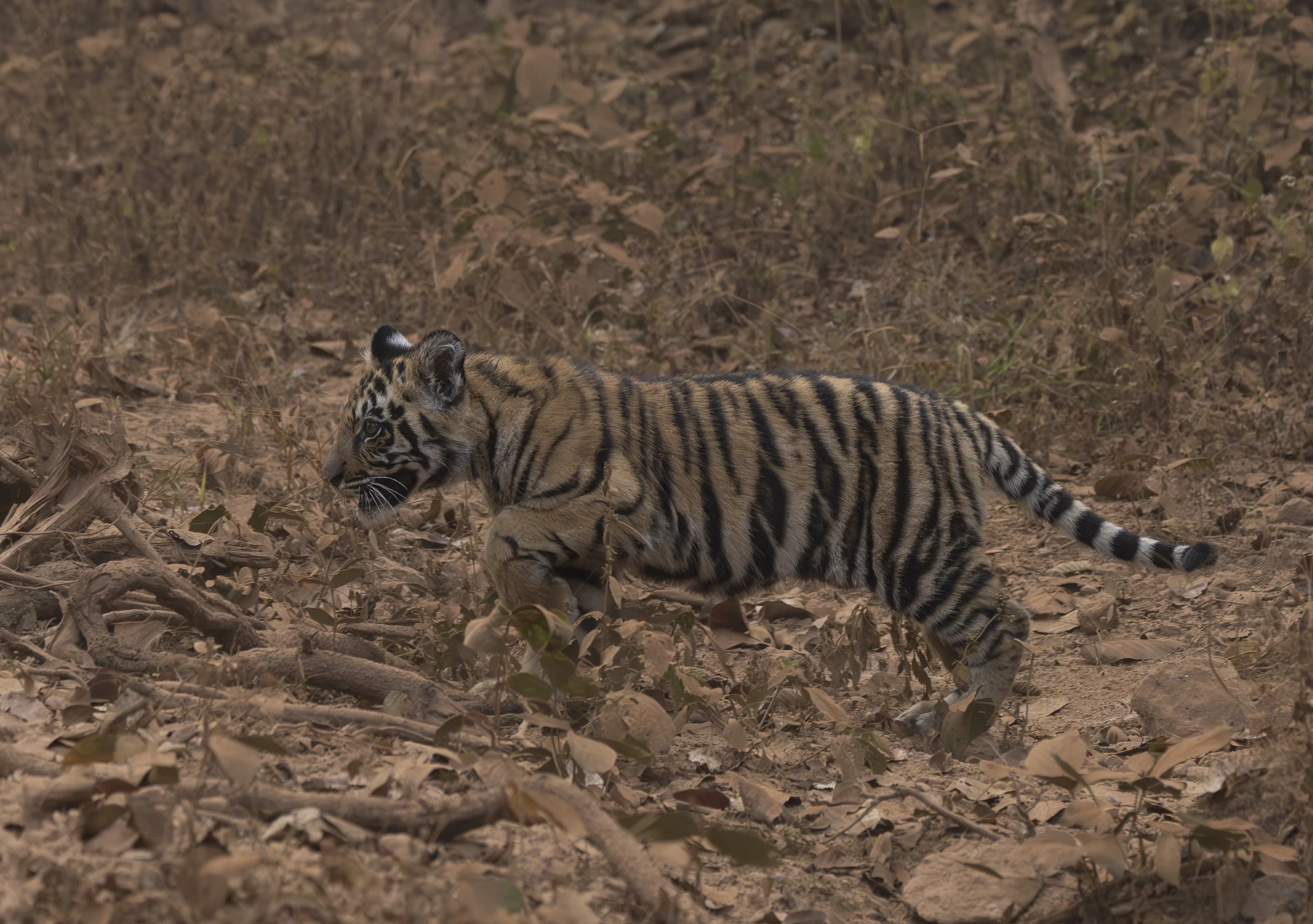 Kanha Day 4-7969.jpg