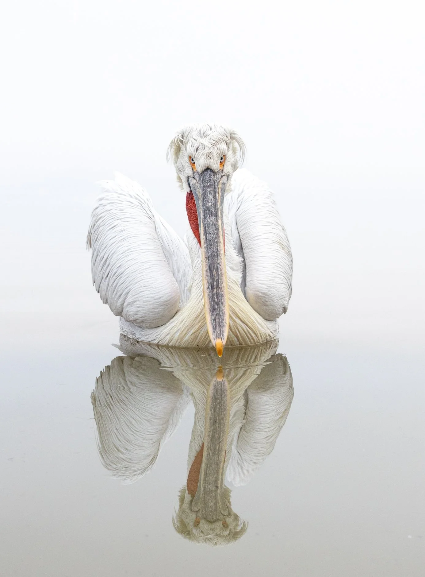 Kerkini Pelicans-3570.jpg