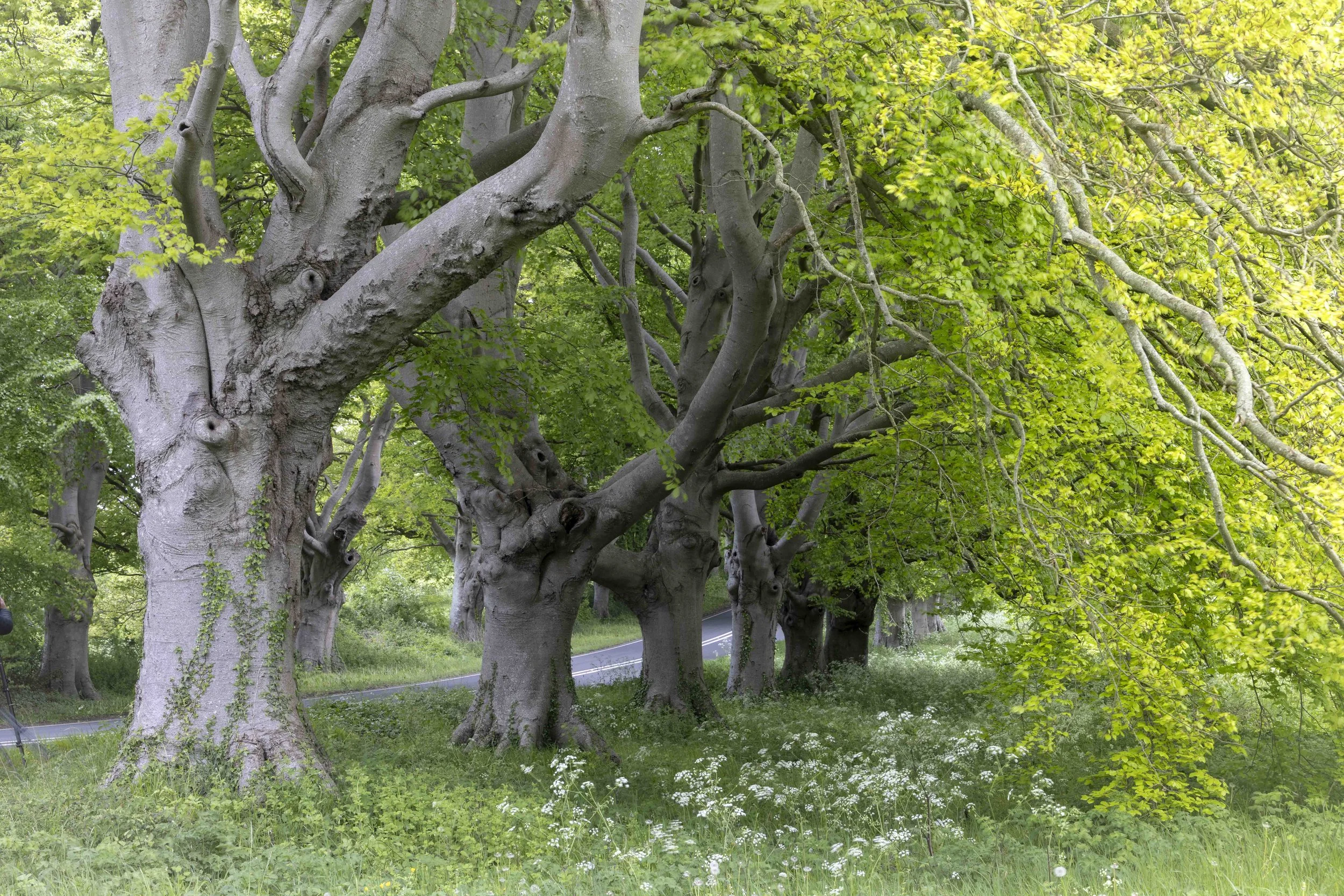 The side of the beech drive