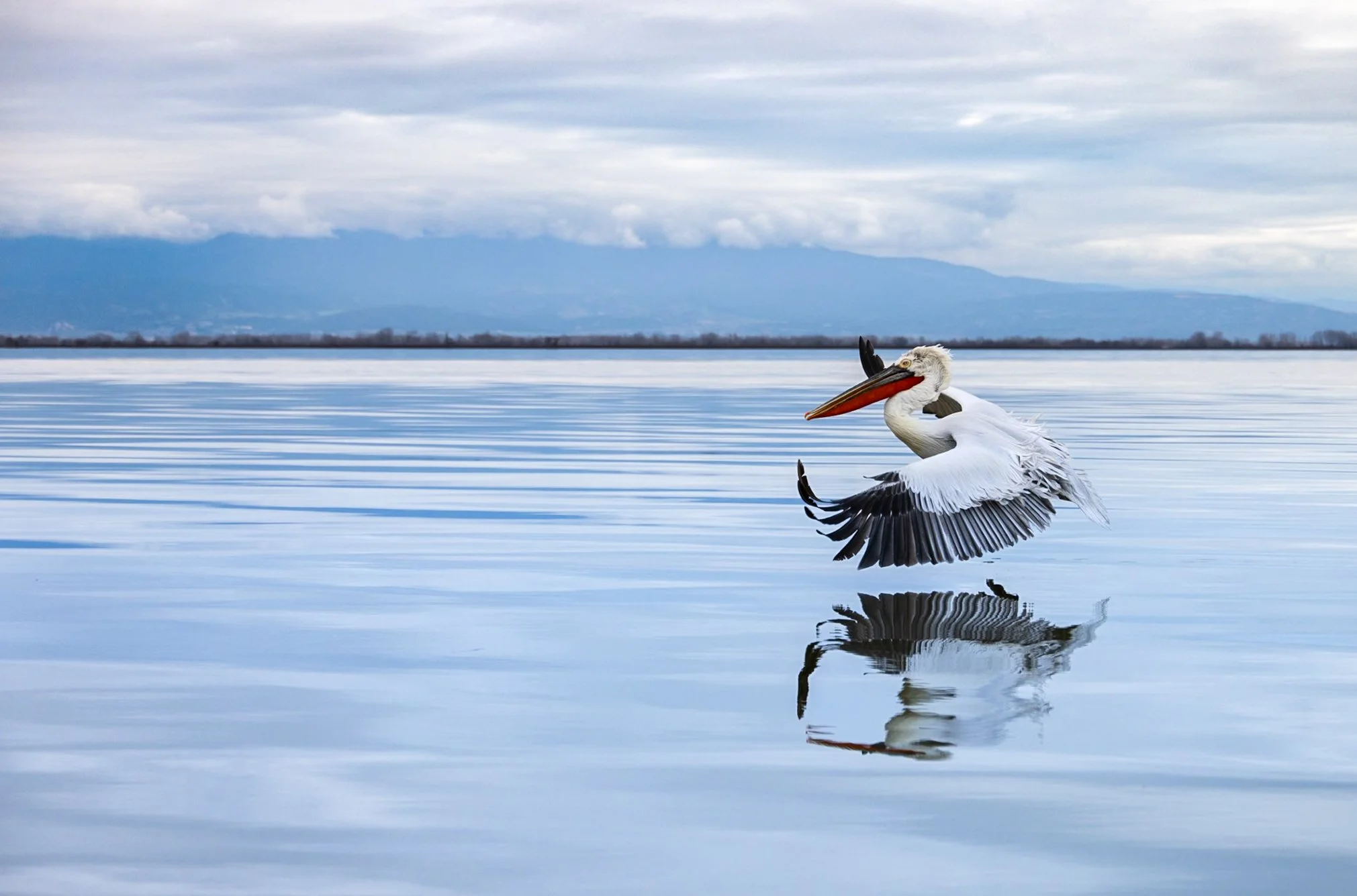 Kerkini Pelicans-1008.jpg