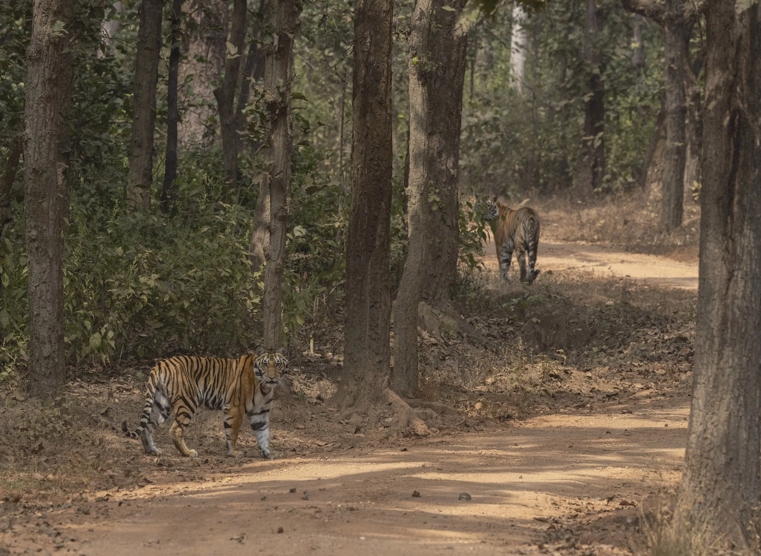 Kanha Day 4-8338.jpg