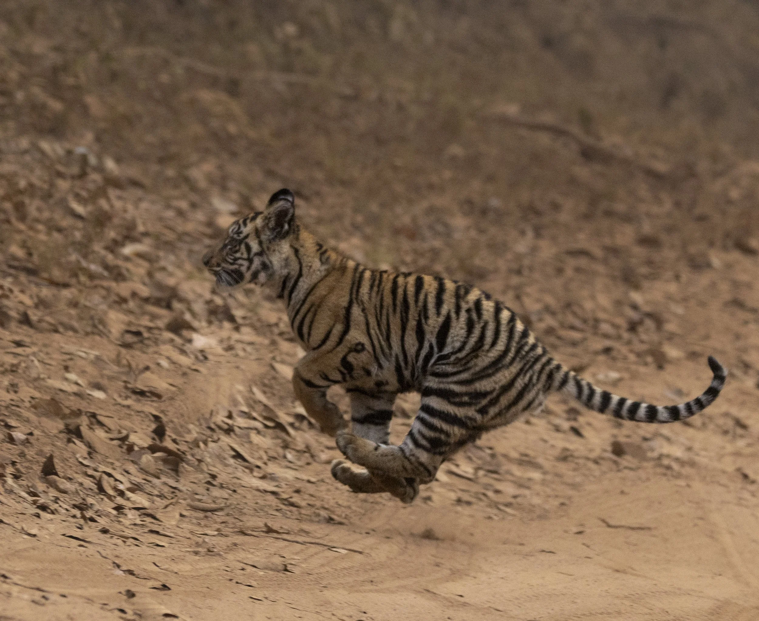 Kanha Day 4-7986.jpg
